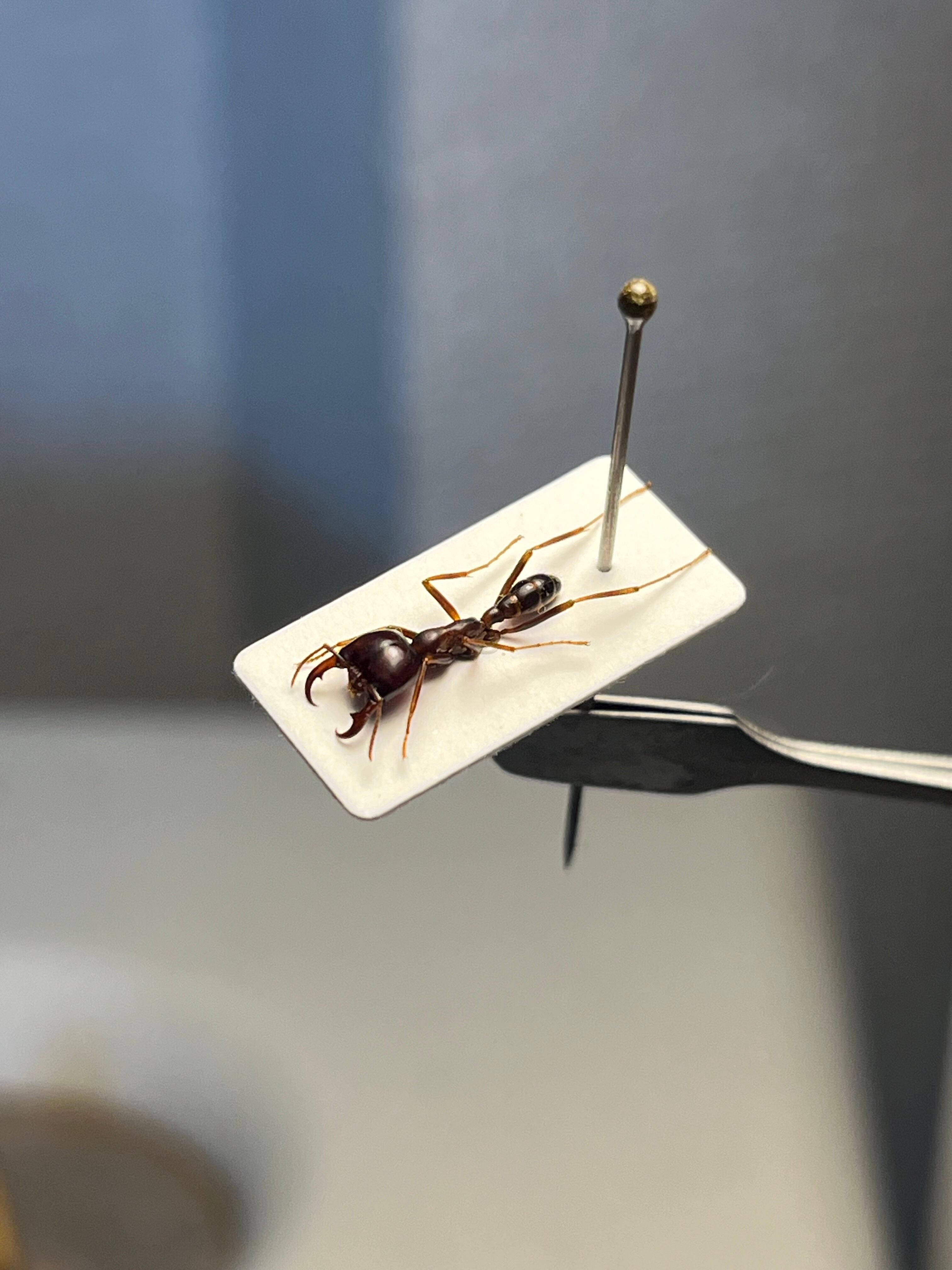 グアンシーカルストケイブトラップドアスパイダー LS2cm程