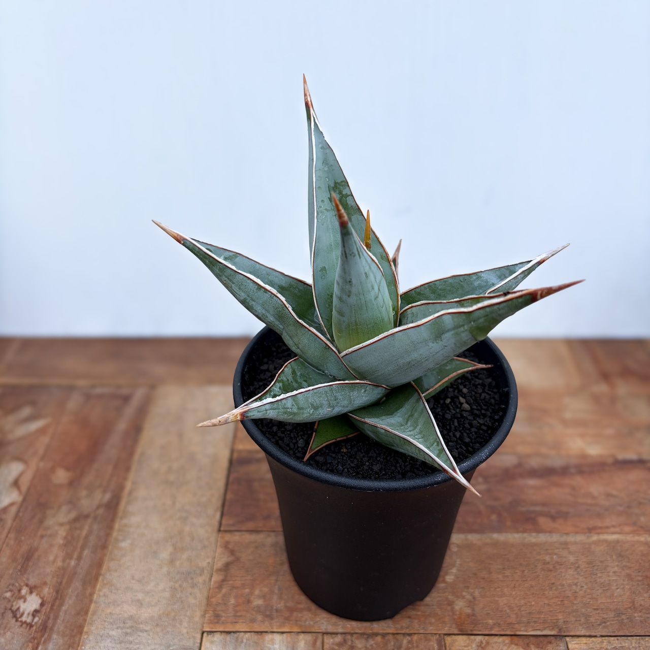 Sansevieria pinguicula【サンセベリア・ピングイキュラ】