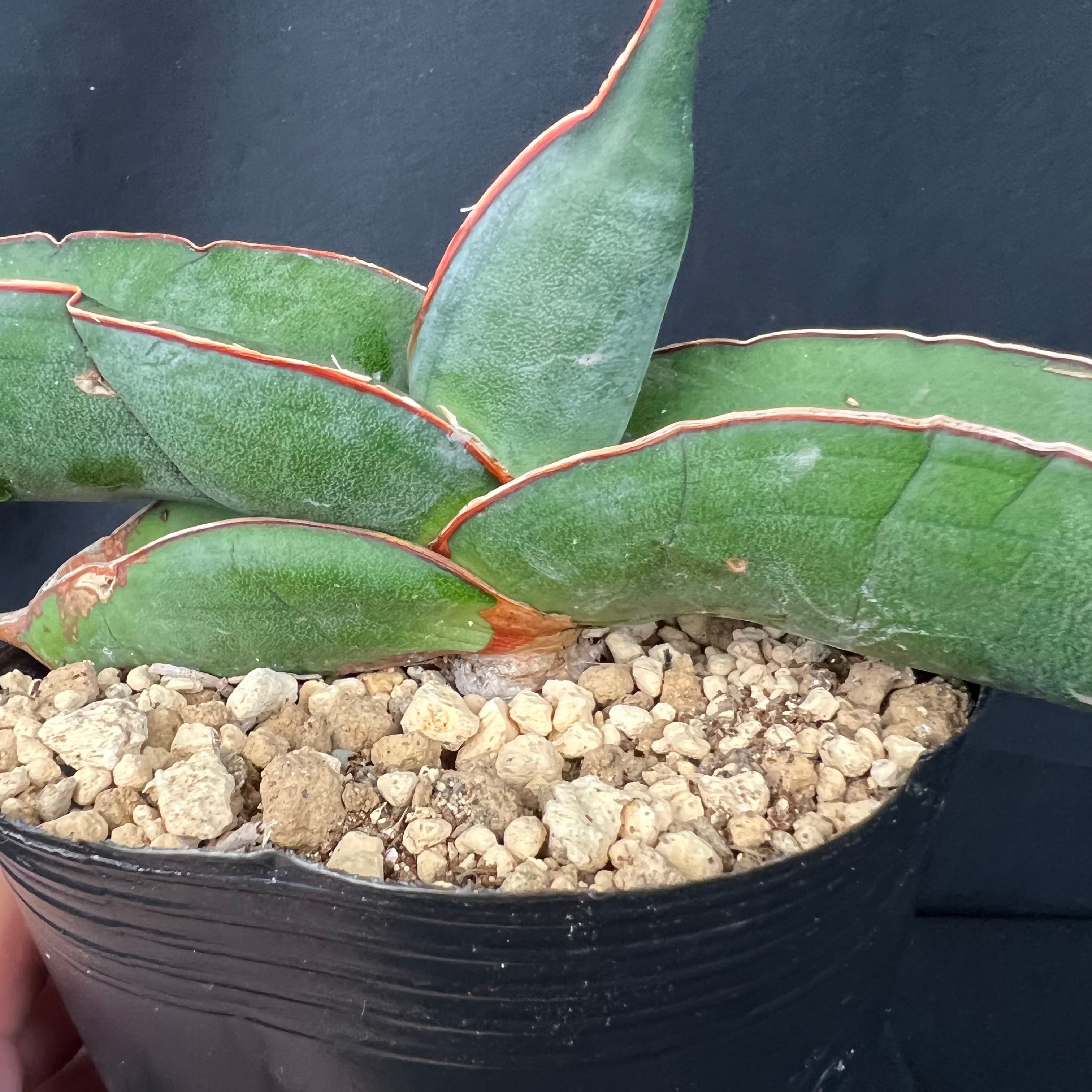サンスベリア ロリダ Sansevieria rorida Variegata lav.23319