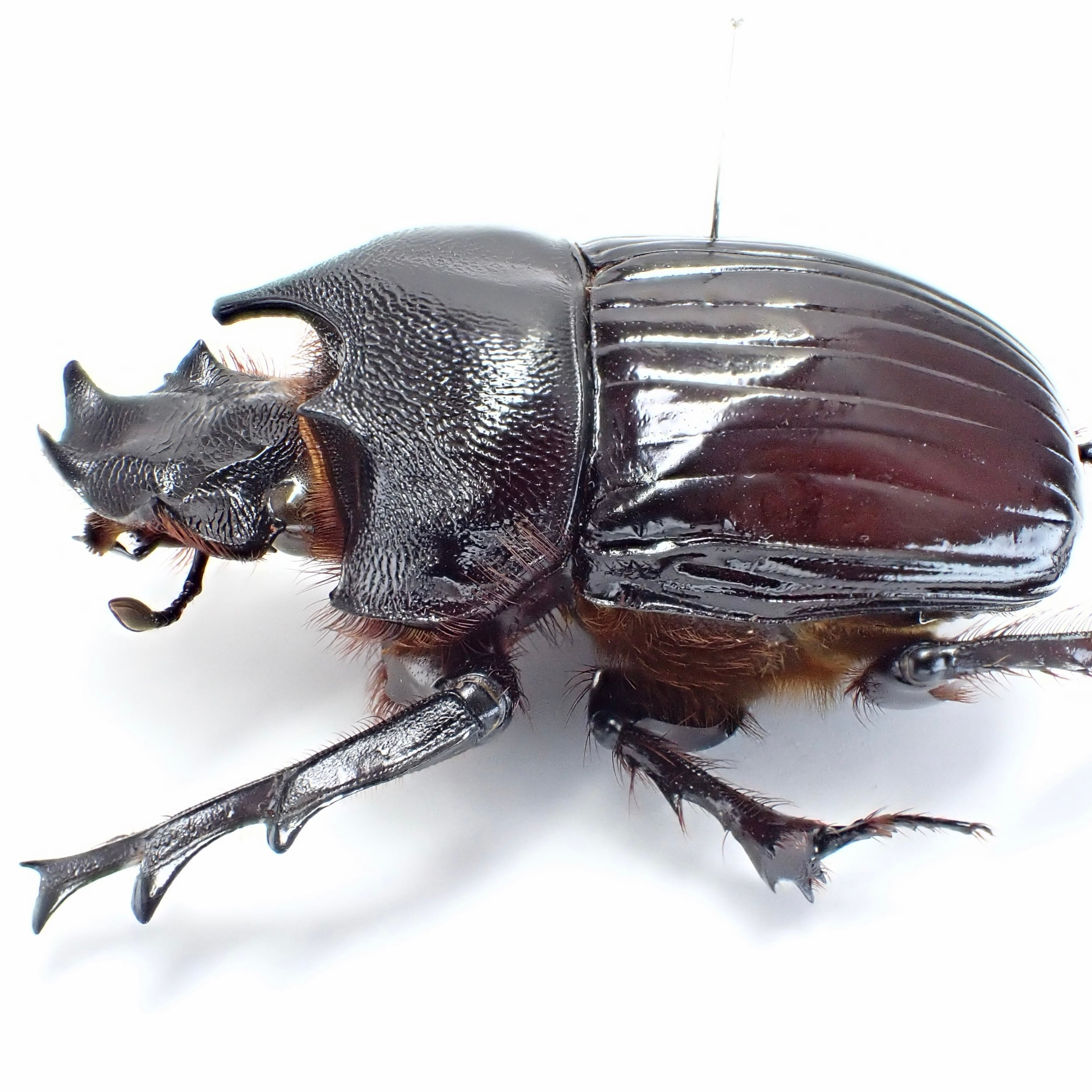 標本 Tanzania Heliocopris s.p 36mm タンザニア産 Heliocopris neptuniformis ♂ 36mm | 昆虫標本