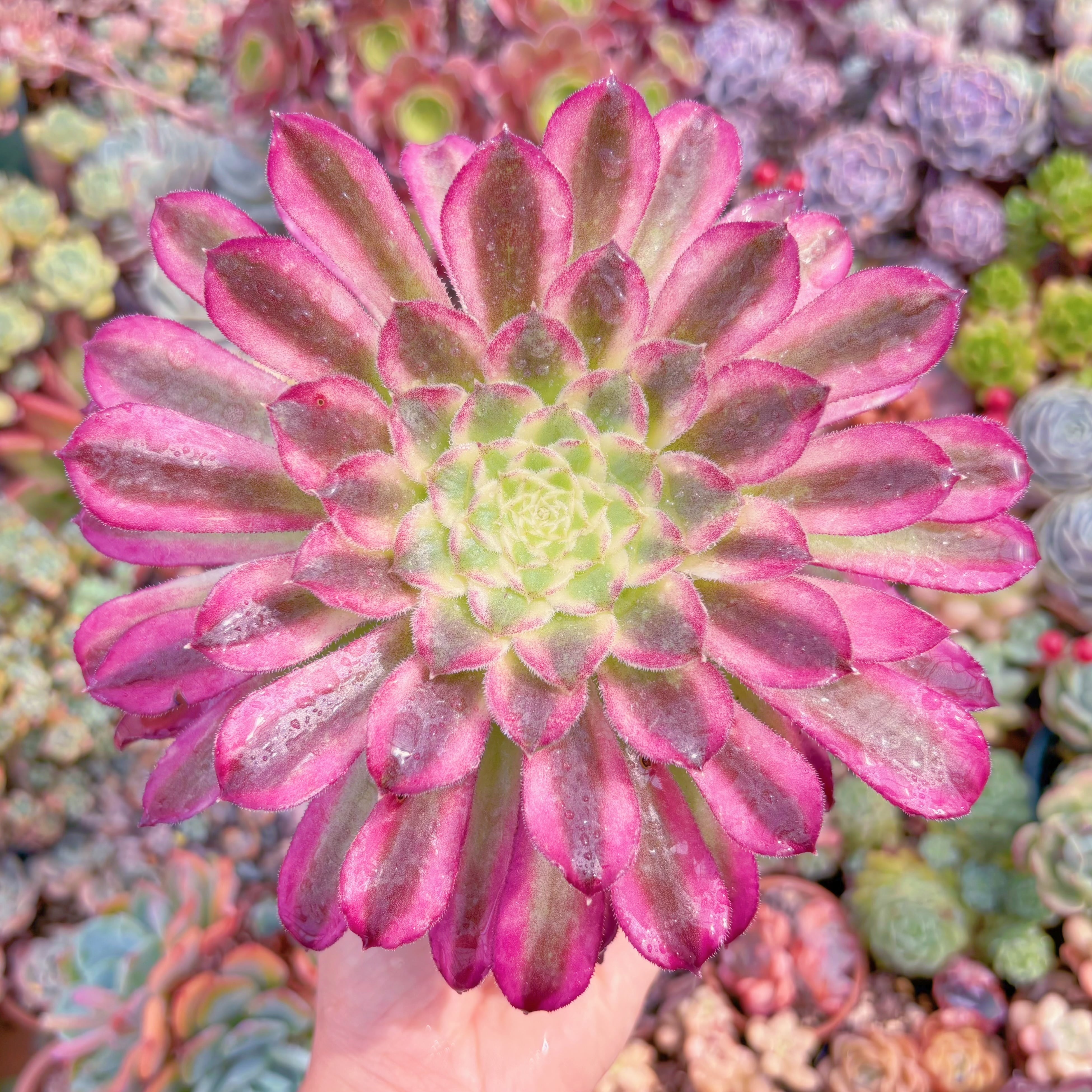 現物　墨仙#F219　るる農園