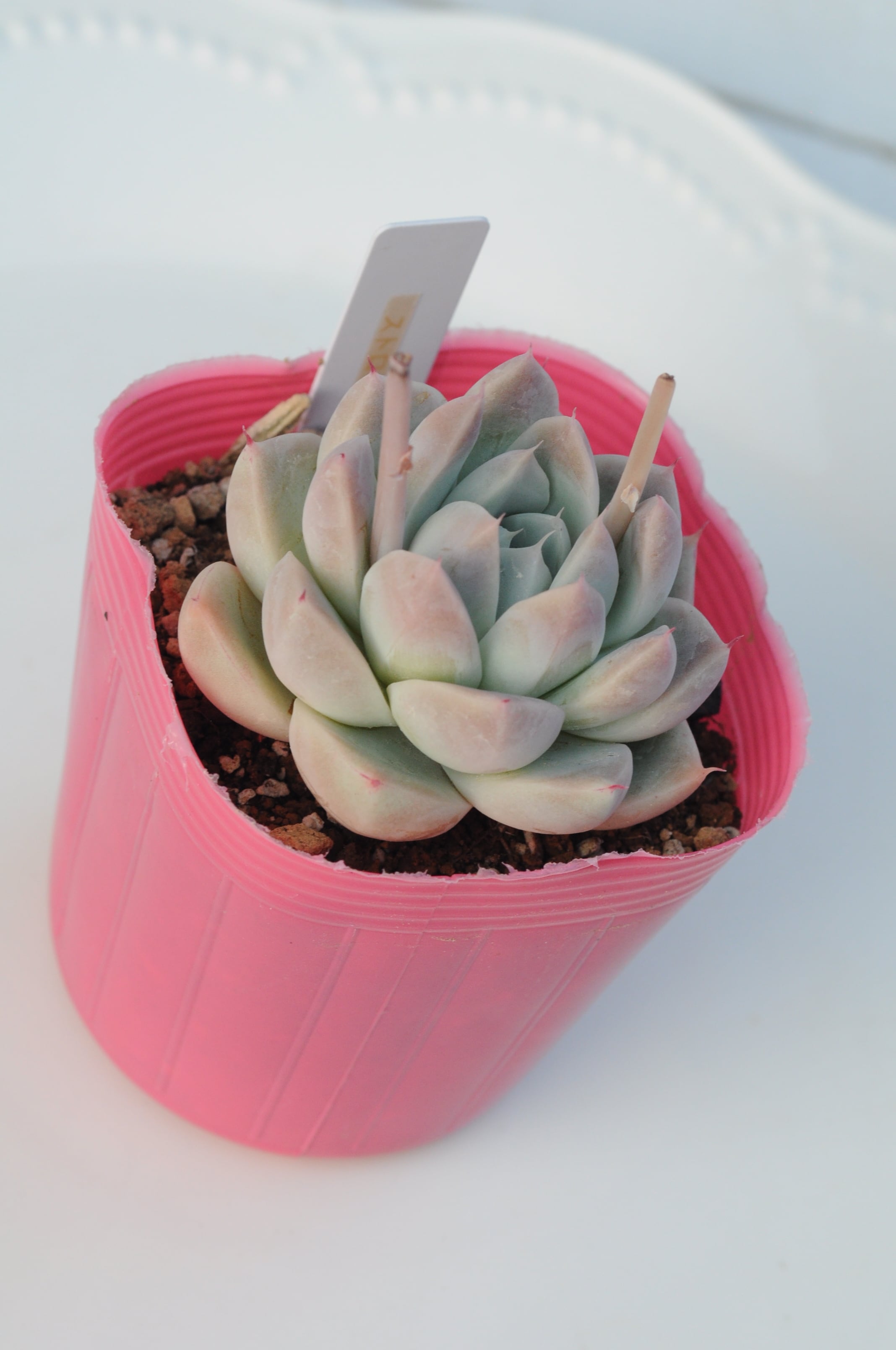 多肉植物　ローザピンク　韓国苗 ピンクローザ 韓国苗 | RuPo 多肉植物専門店 エケベリア・セダム