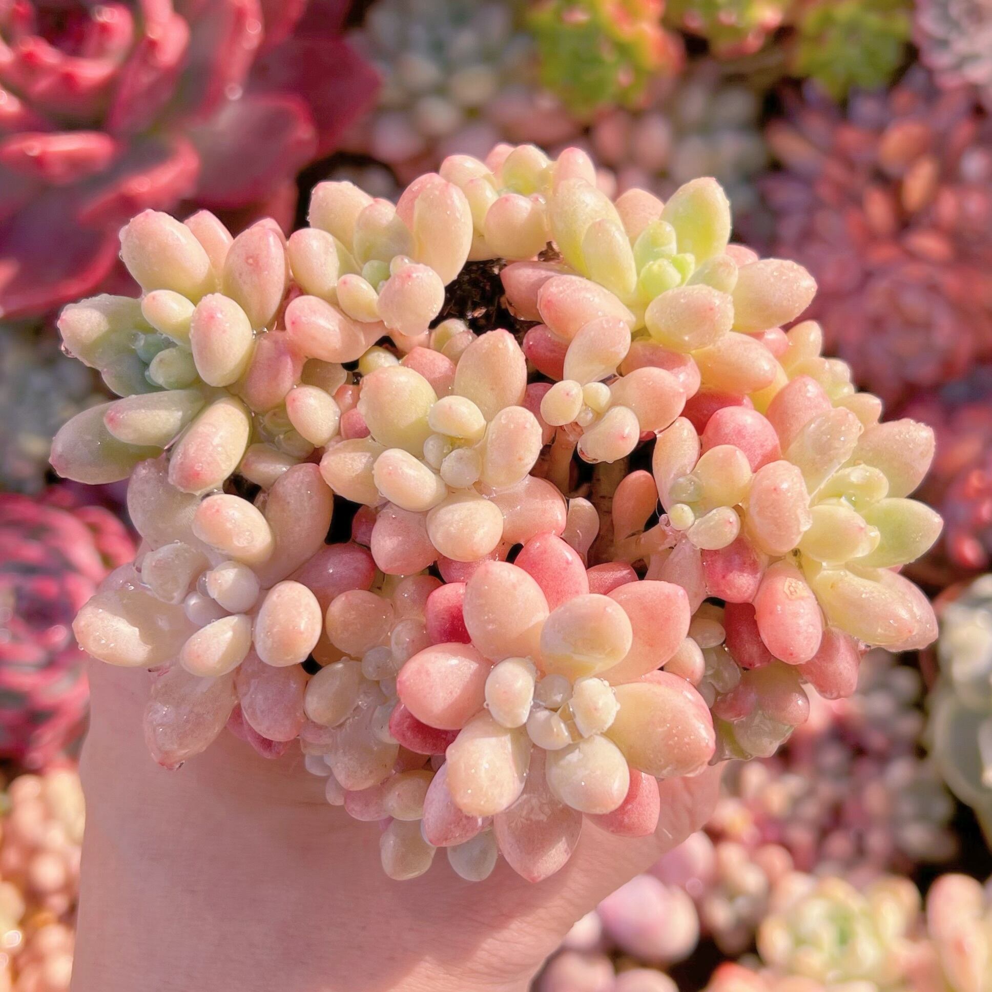 現品　キャビア#601　新入荷　るる農園