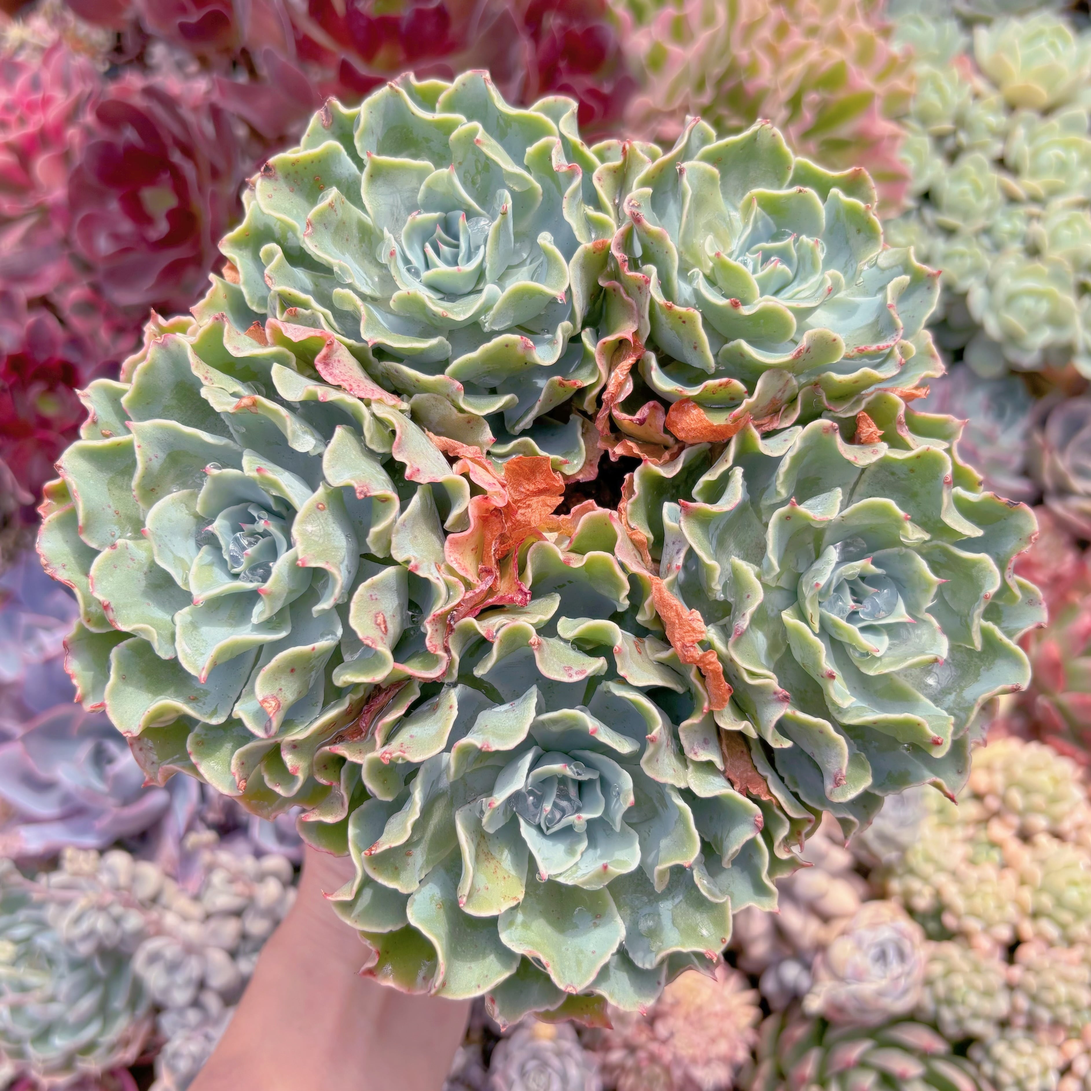 現品　Tsunami#571　新入荷　特大群生    るる農園