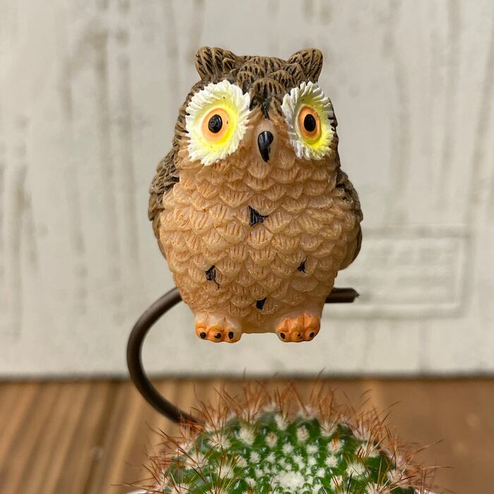 受注生産品】ふくろう 丸サボテン 観葉植物 pr-br さぼてん カクタス