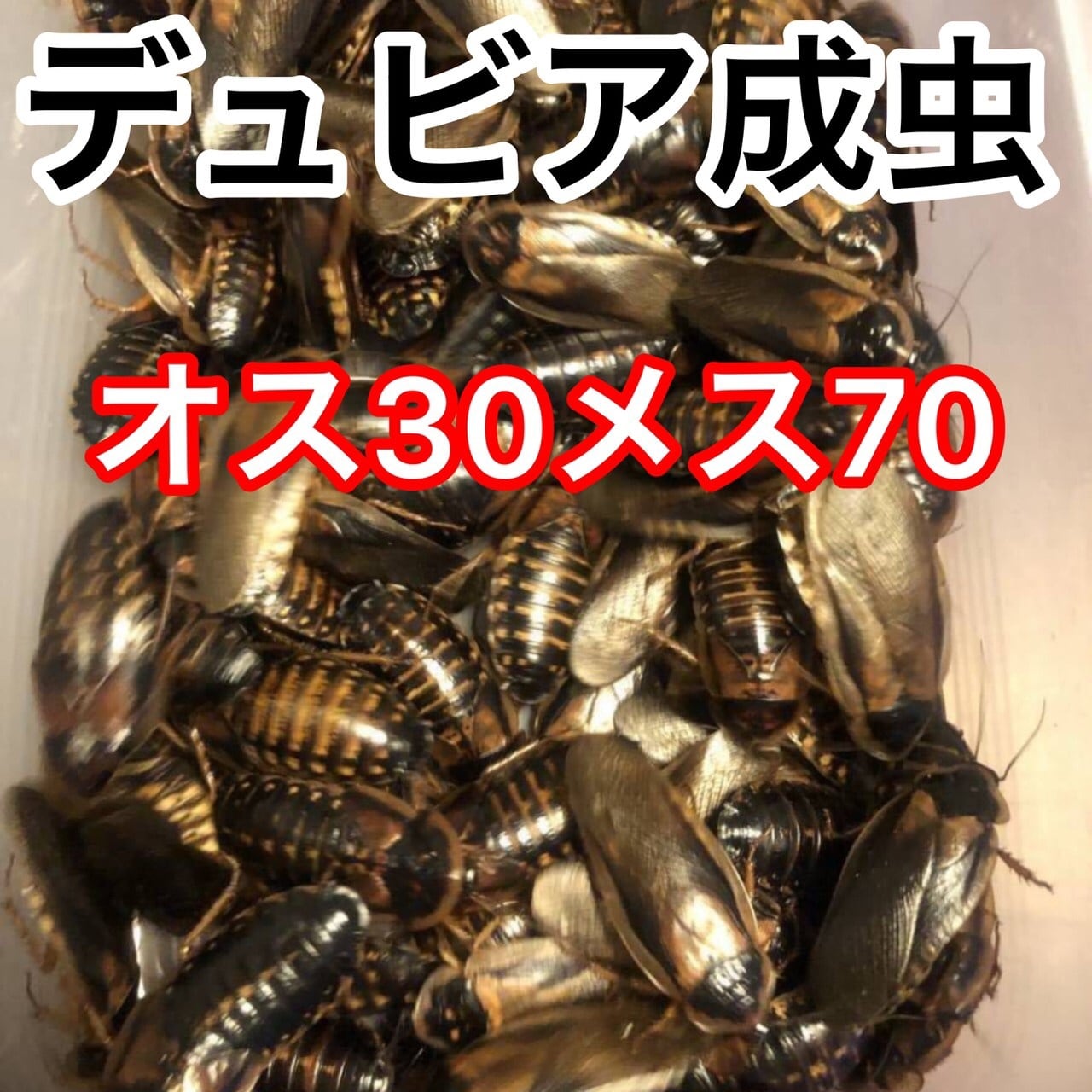 デュビア | Coco Colors