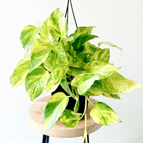 ポトス ハッピーマーブル ハンギング 観葉植物 calm cafe