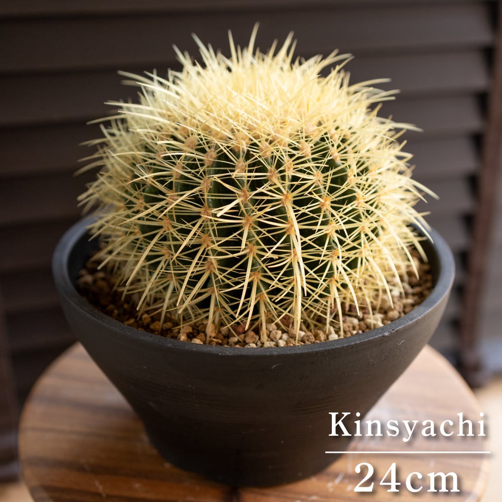 発根済】24cm 金鯱 サボテン 8号 多肉植物 ドライガーデン キンシャチ