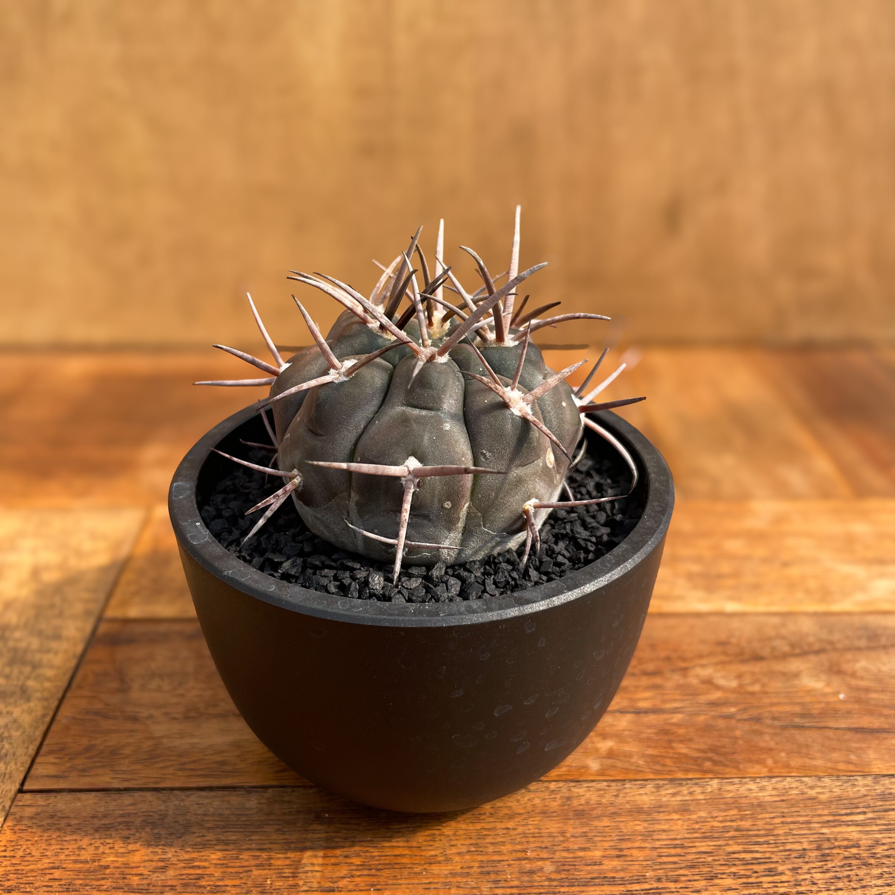 Gymnocalycium mazanense【ギムノカリキウム・守金魔天竜】 | RIMO
