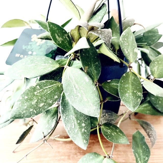 【再入荷】ホヤ NAP16｜GreenBell × calm cafe