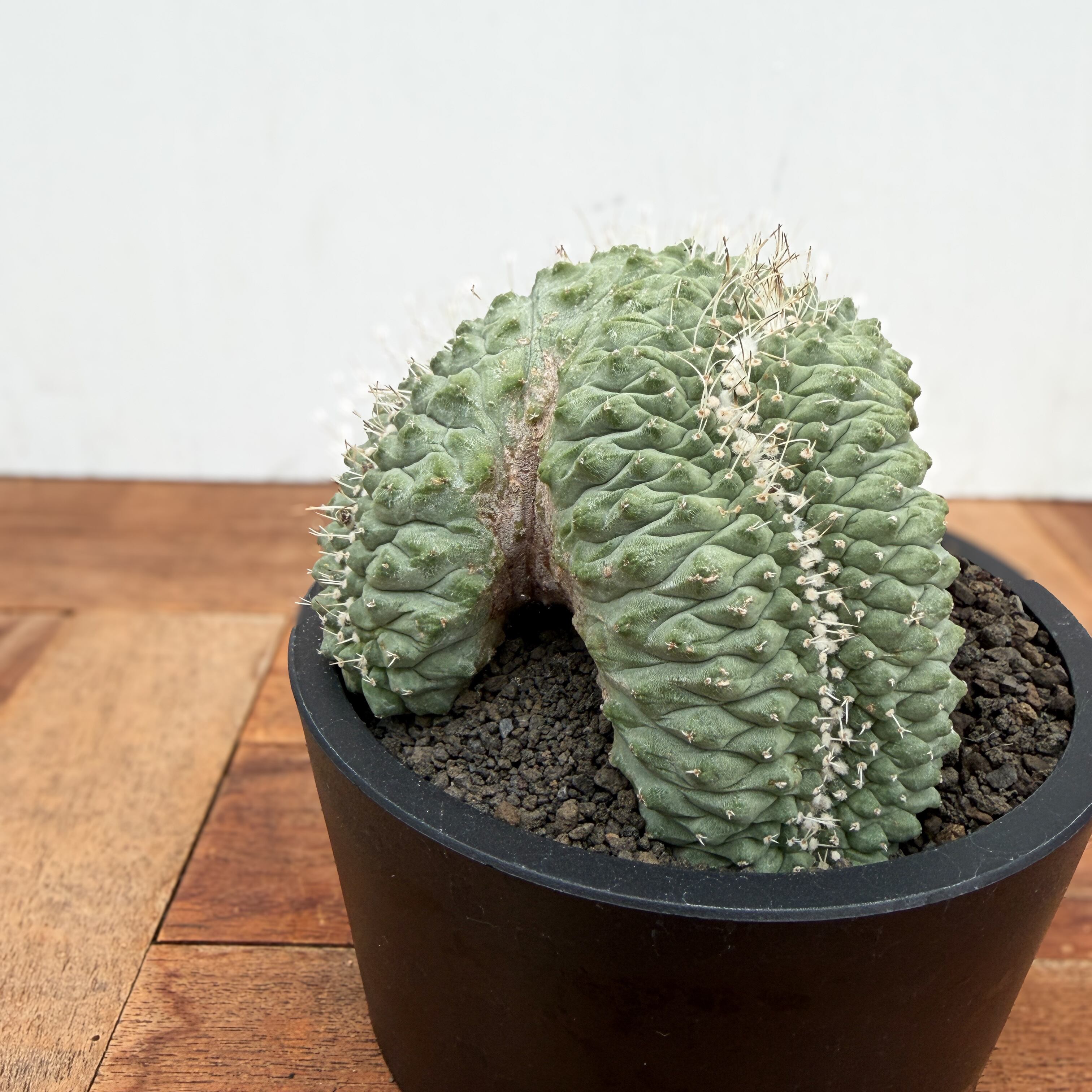 Storombocactus disciformis【ストロンボカクタス・菊水綴化