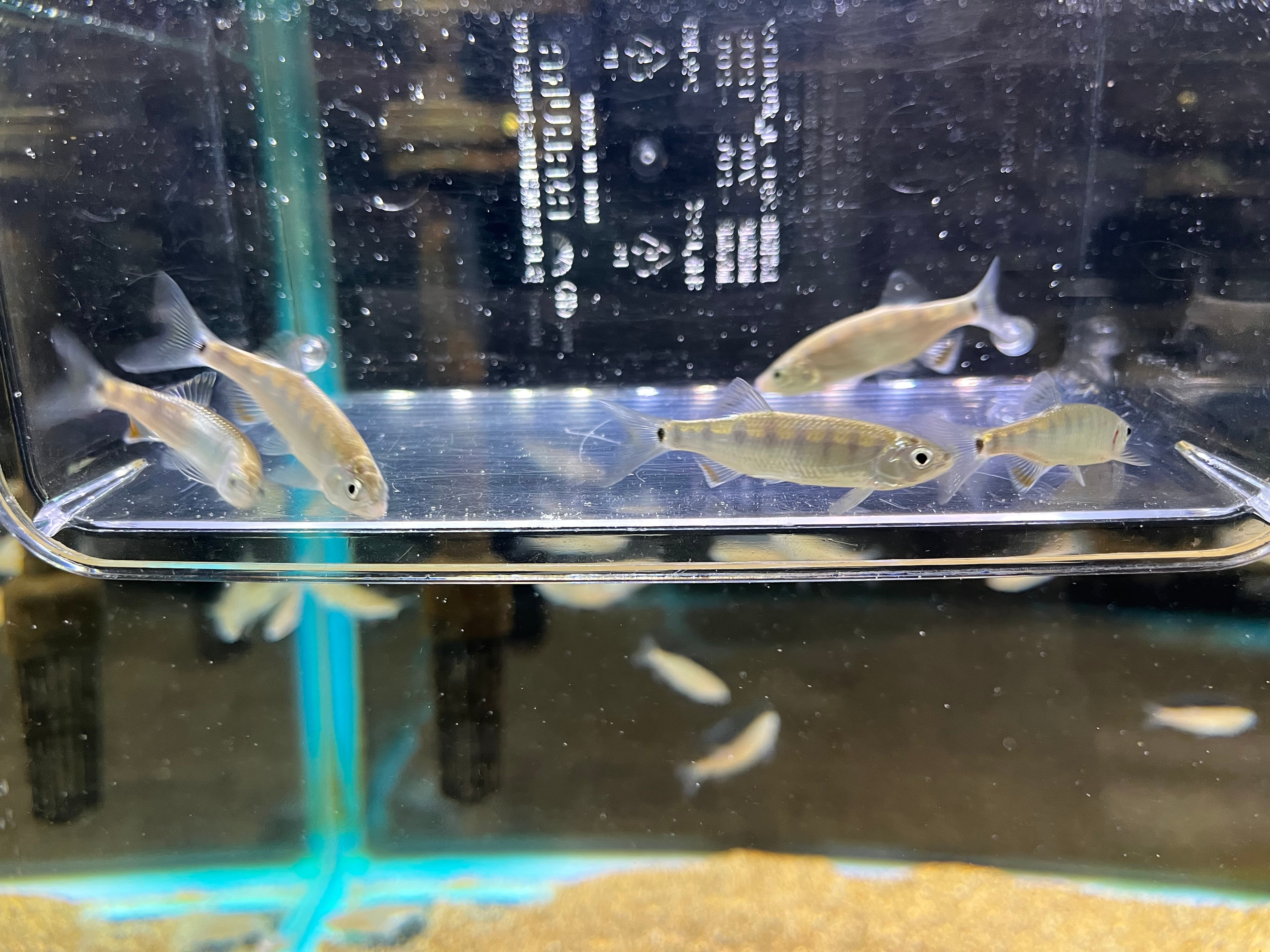 1匹】シンガポール直輸入便WILDオプサリウスベルナズィキィ4-5cm