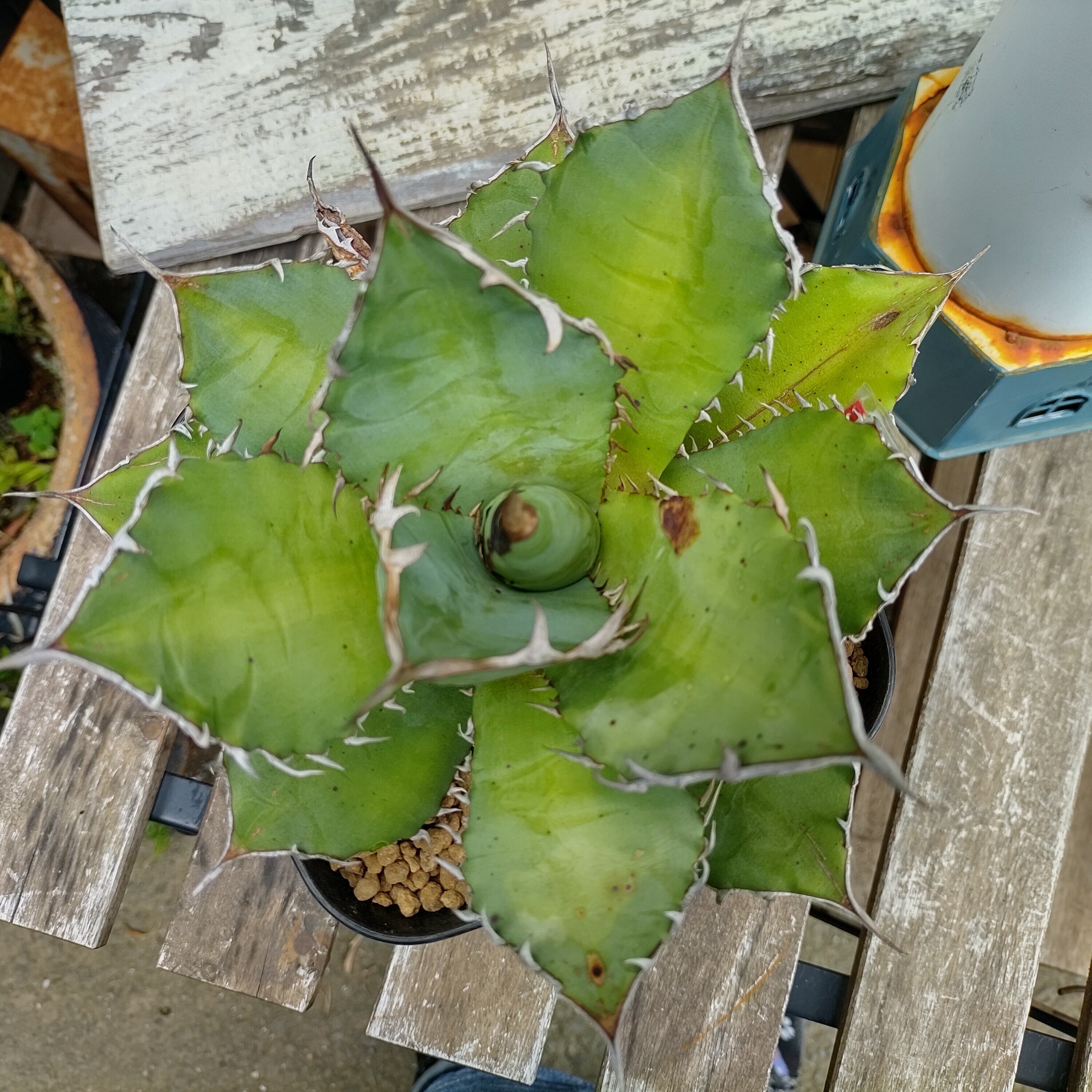 Tチタノタ農大 | RuPo 多肉植物専門店