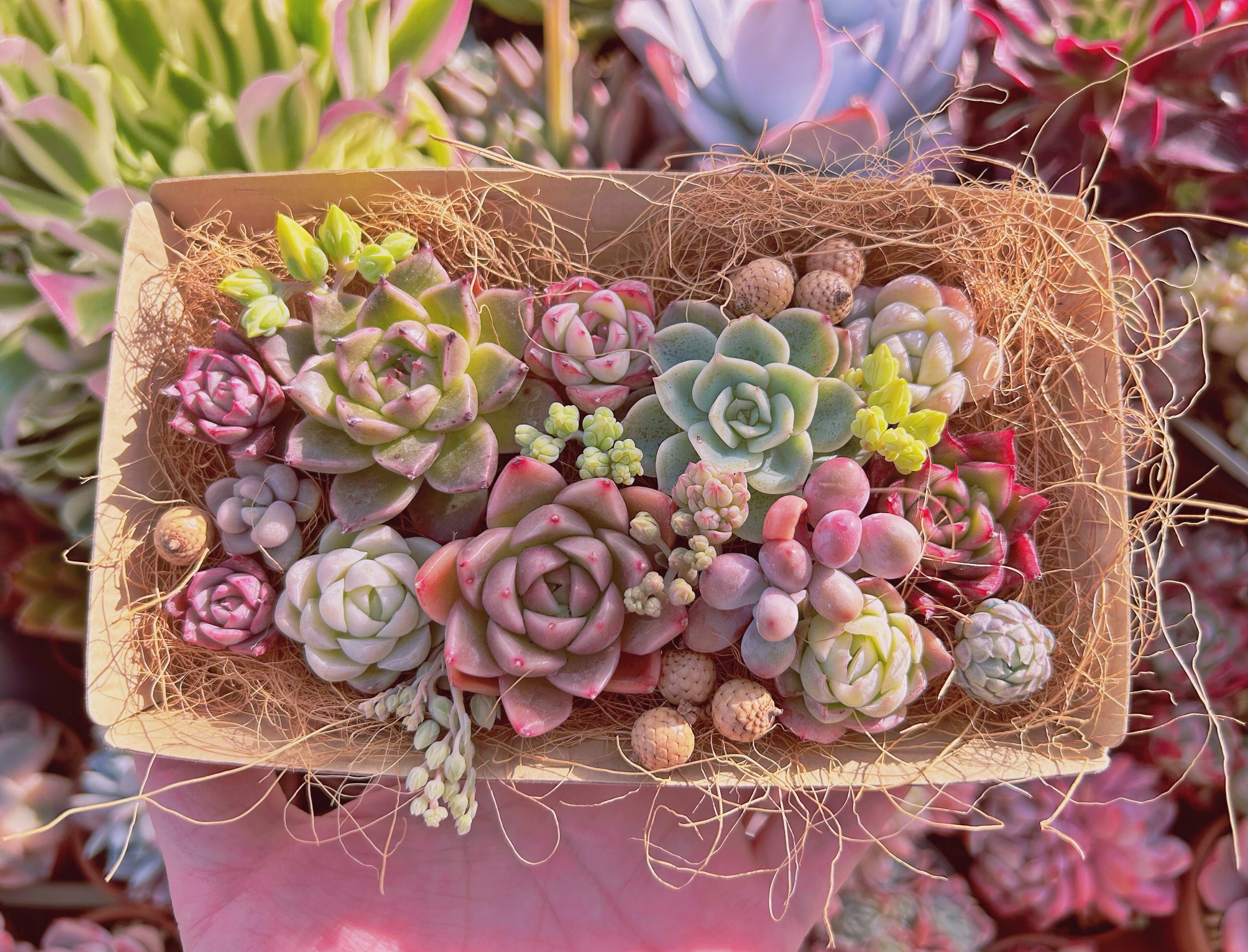 #317現物　多肉お弁当　トレーのまま発送