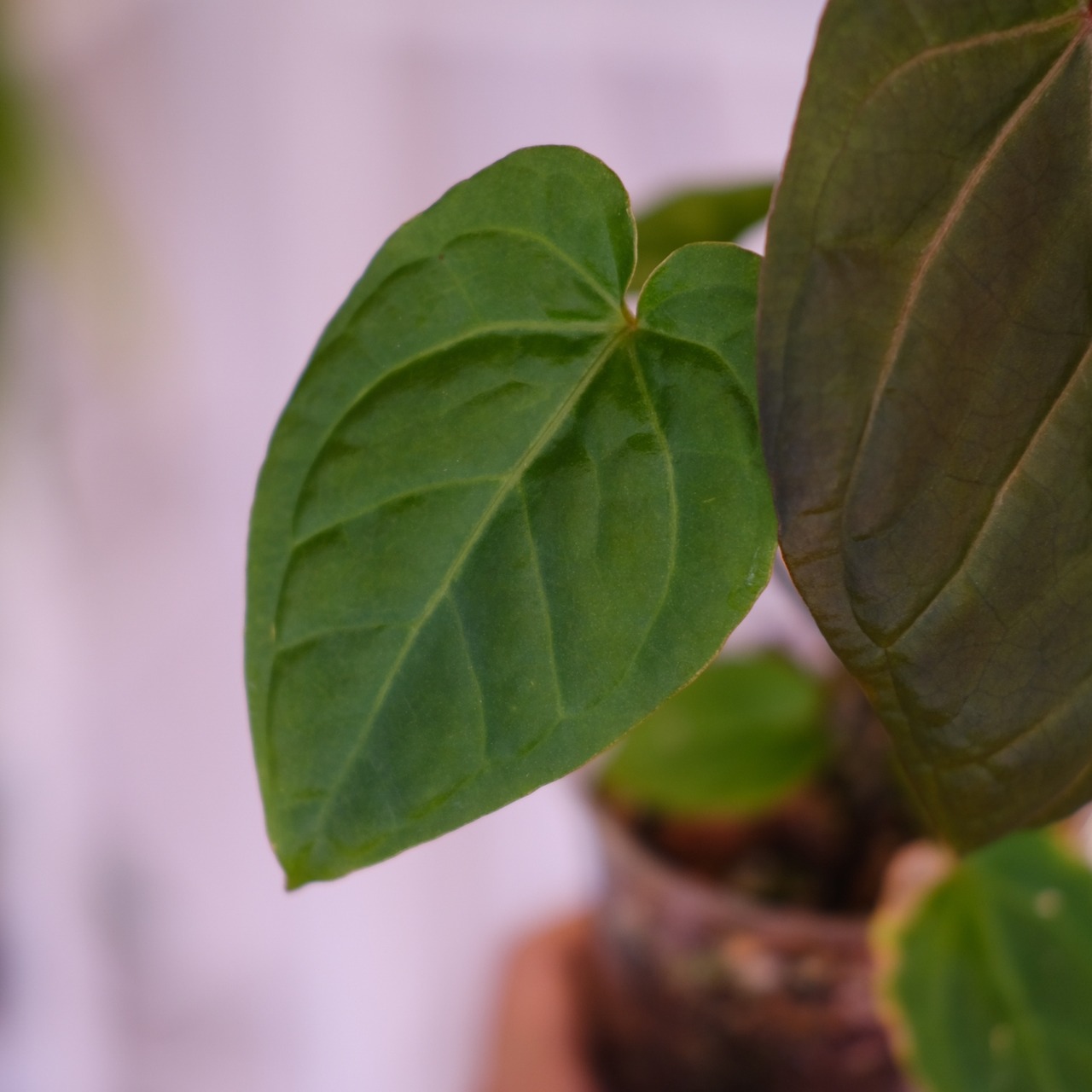 Anthurium kunayalensis × Anthurium Zara 'Michelle'|アンスリウム クナヤレンシス × ザラ・ミシェル|観葉植物