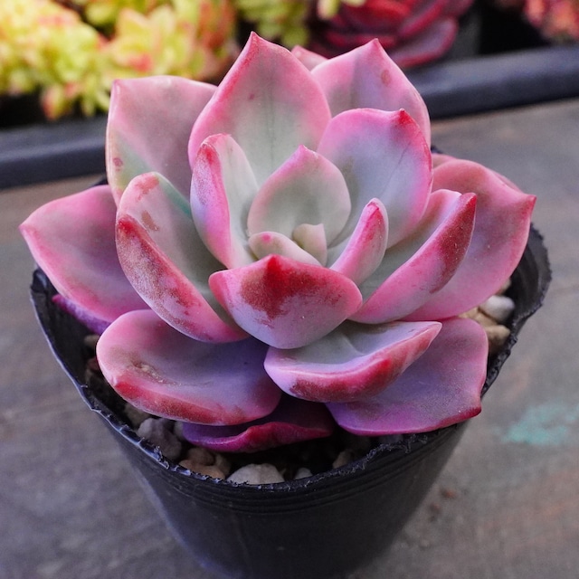 【ピンクハリン錦 2】覆輪斑　韓国多肉　斑入り