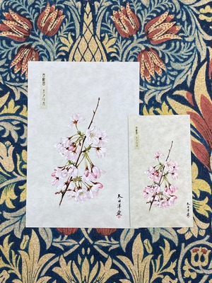 桜　さくら　サクラ　マグネットシートとポストカード　　アメリカ　太田洋愛作