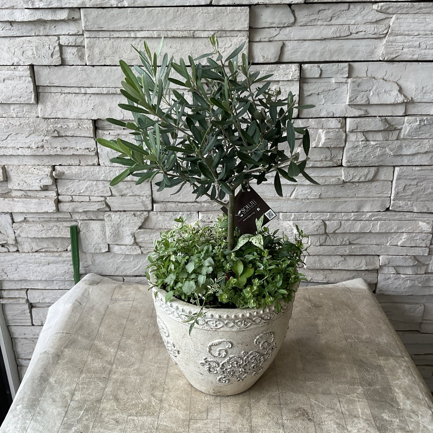 寄せ植え | 橋本種苗園