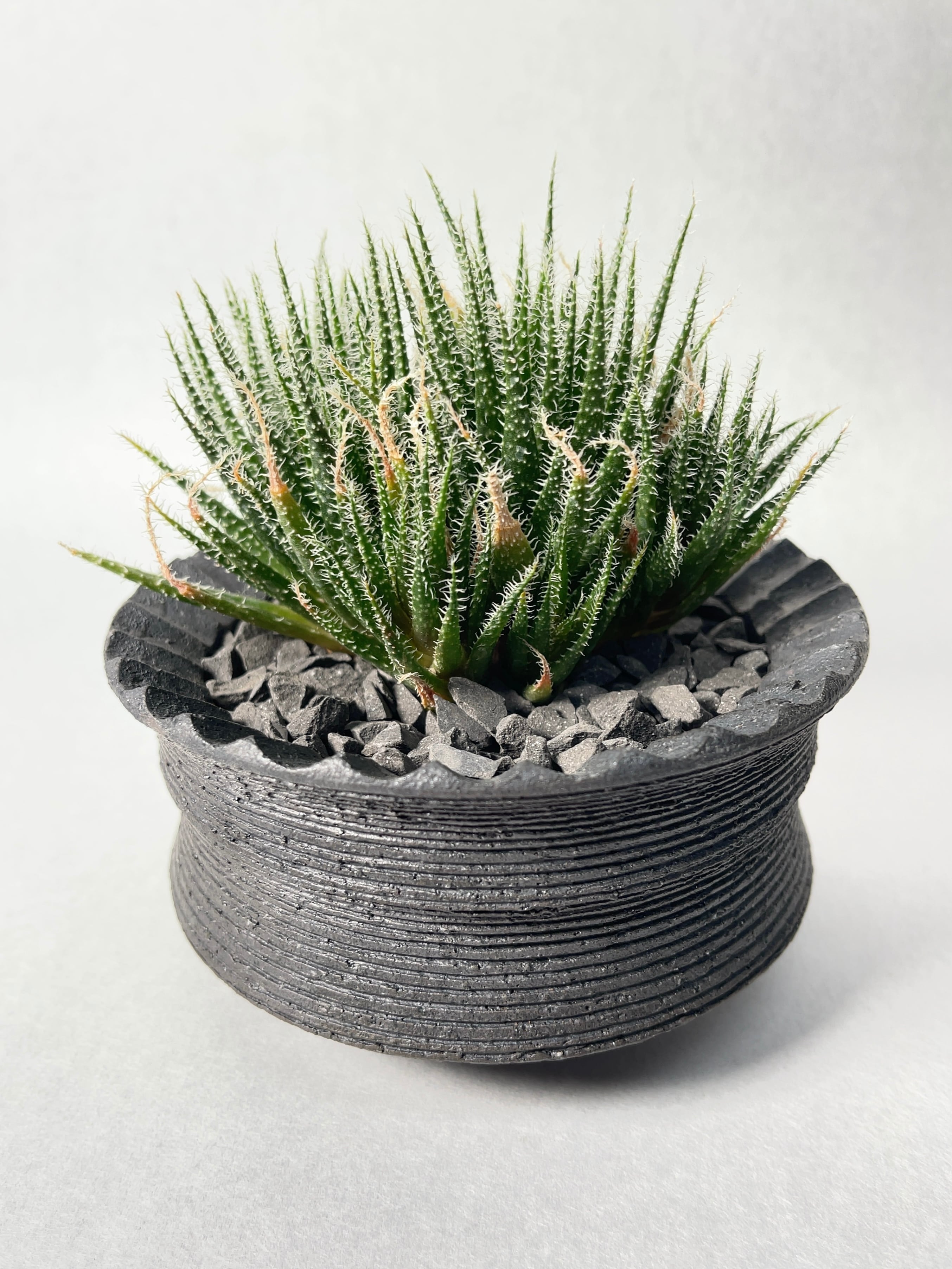 アロエ・ハオルチオイデス | trigger