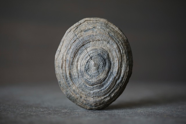 オーストリア産 六放サンゴ化石 Cyclolites sp. 1217