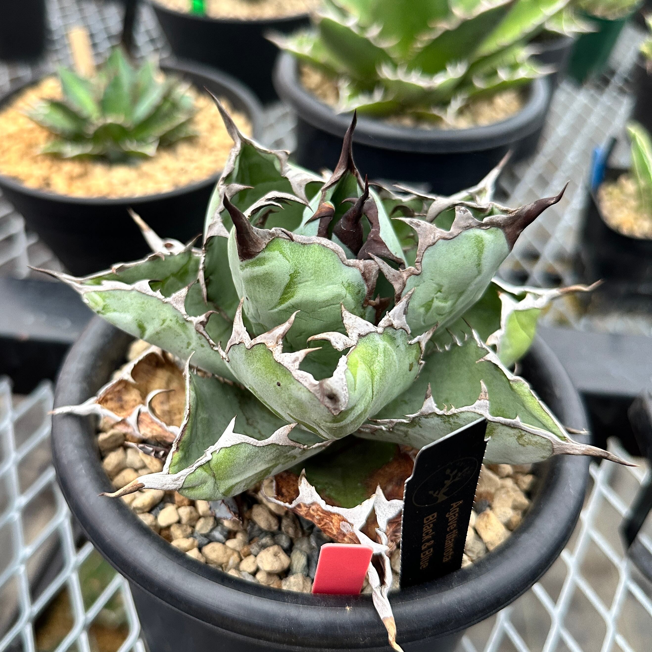 最旬ダウン アガベ チタノタ CF-002 子株 発根済み オテロイ 植物/観葉