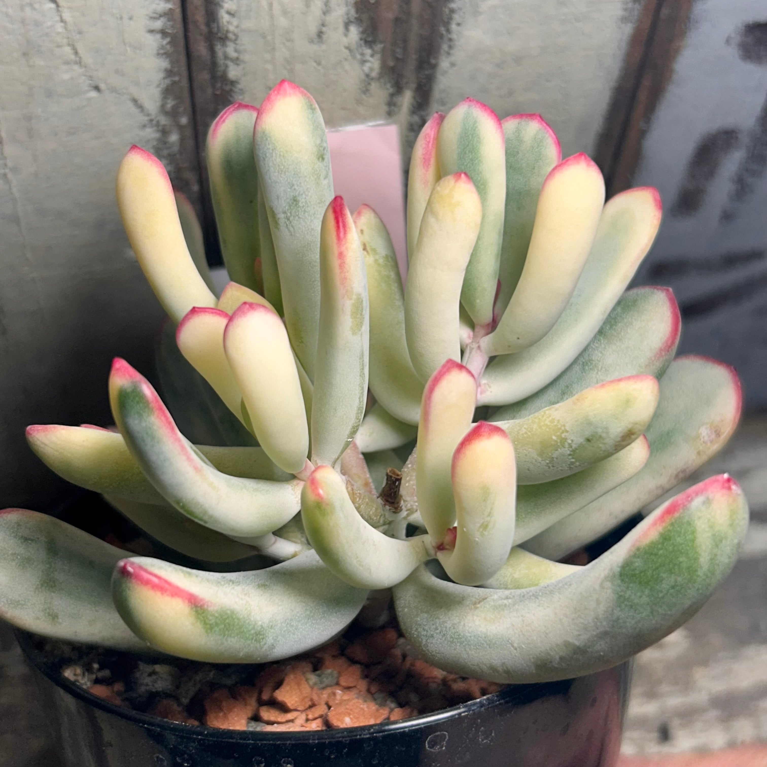 錦 | RuPo 多肉植物専門店