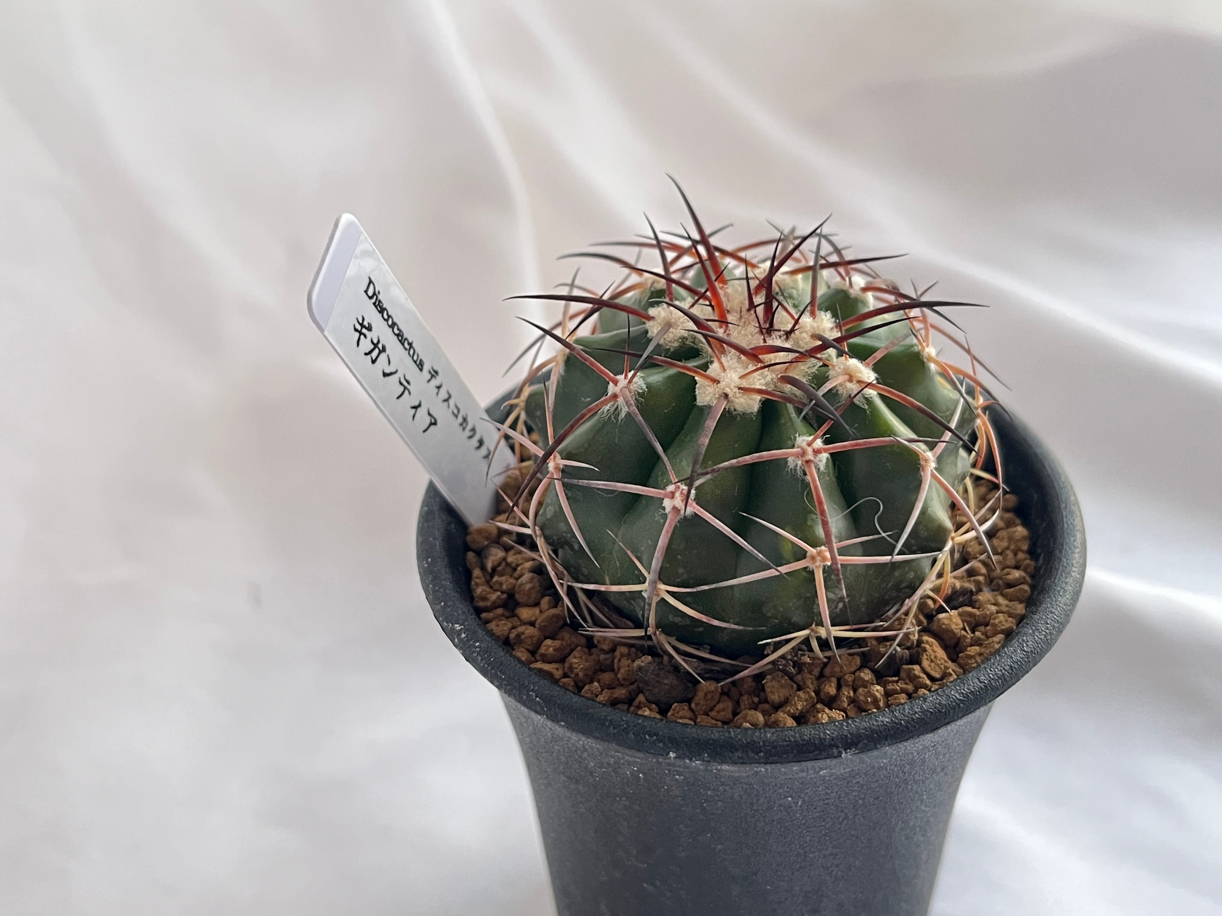 Discocactus gigantea ディスコカクタス ギガンティア サボテン ...