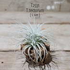 【送料無料】テクトラム L〔エアプランツ〕現品発送T2531