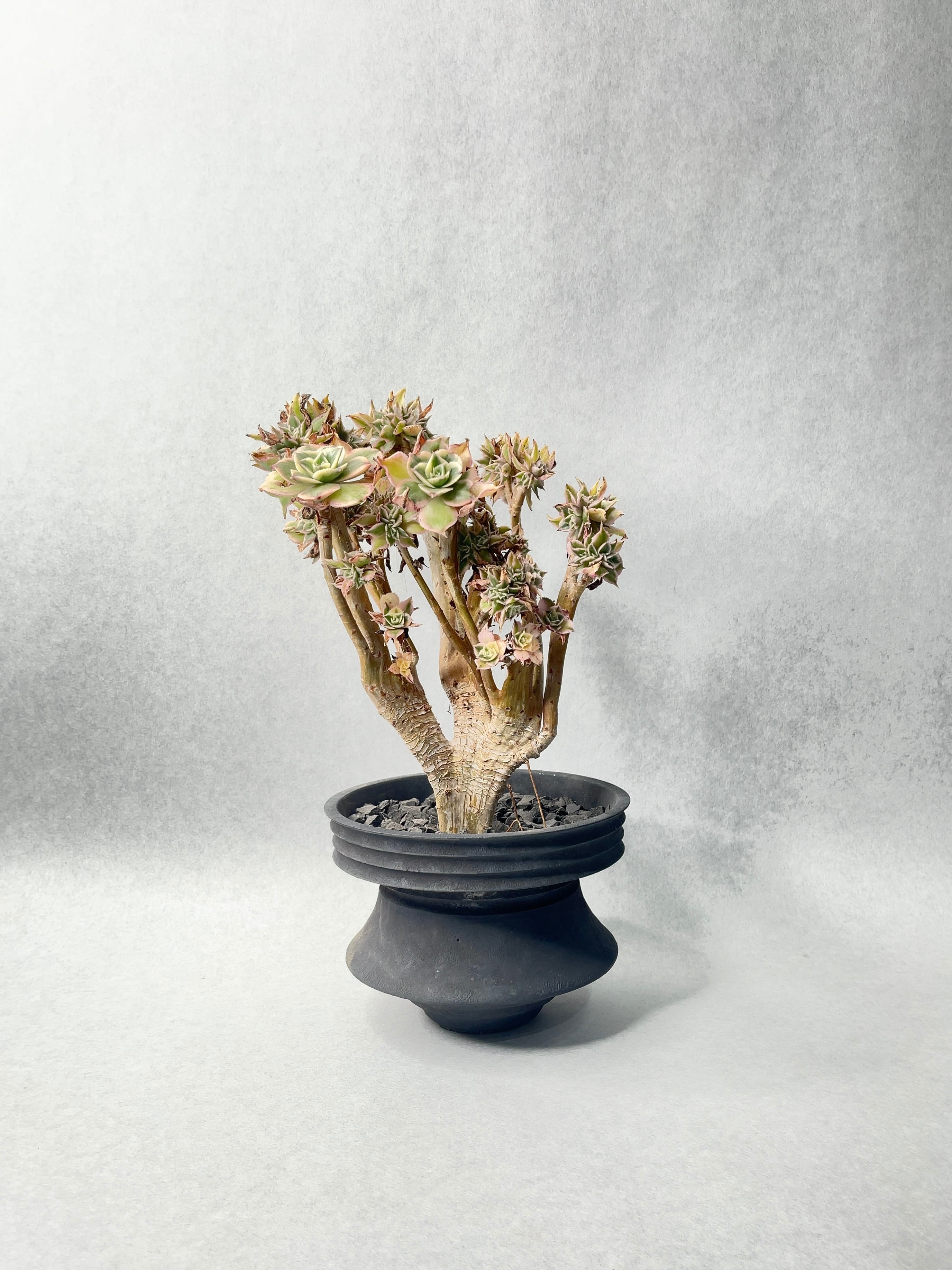 アエオニウム・サンバースト綴化