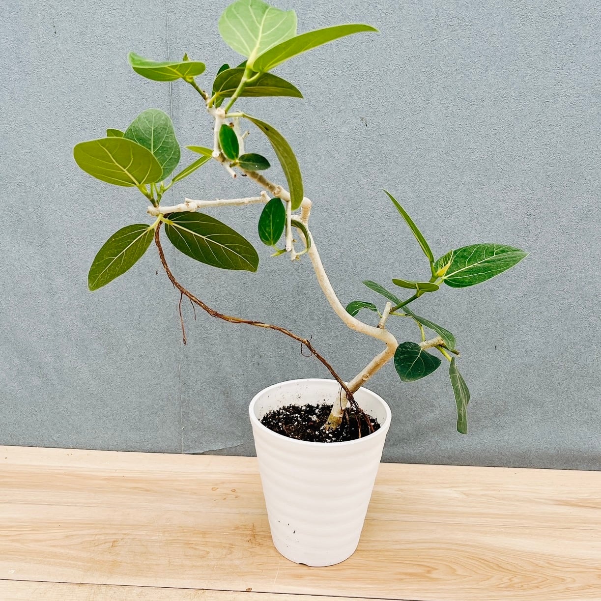 現品］96番 フィカス ベンガレンシス 曲がり 6号 観葉植物 室内 ゴムの