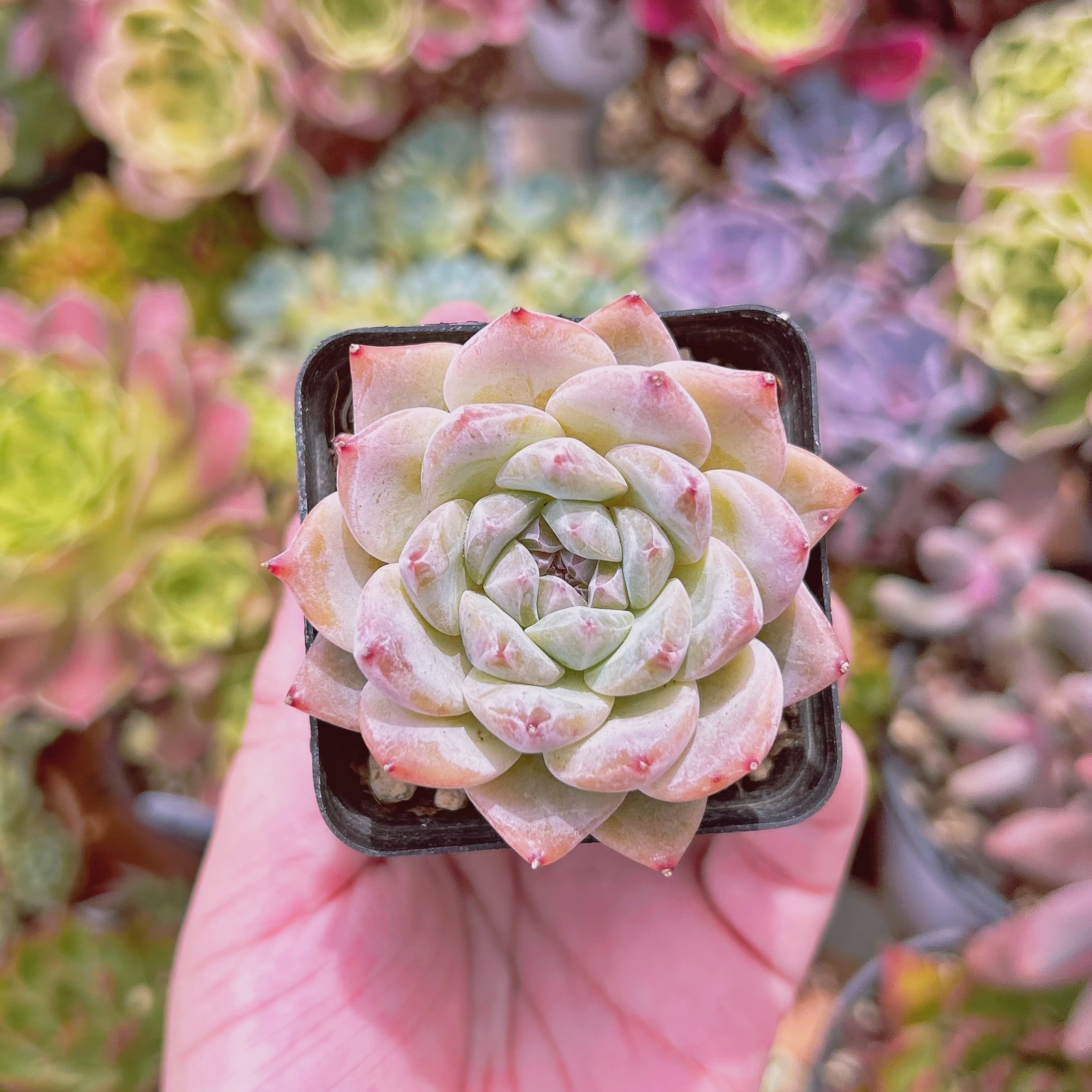 #917現物　多肉植物　ダイヤモンドハート