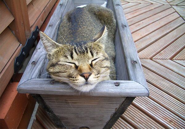 猫 ポストカード The Cat who....猫は芽となり、土となり 10x14.8センチ(cm)官製はがきサイズ 猫写真 はがき ねこ葉書 ネコハガキ Postcard アイとちび アイシス