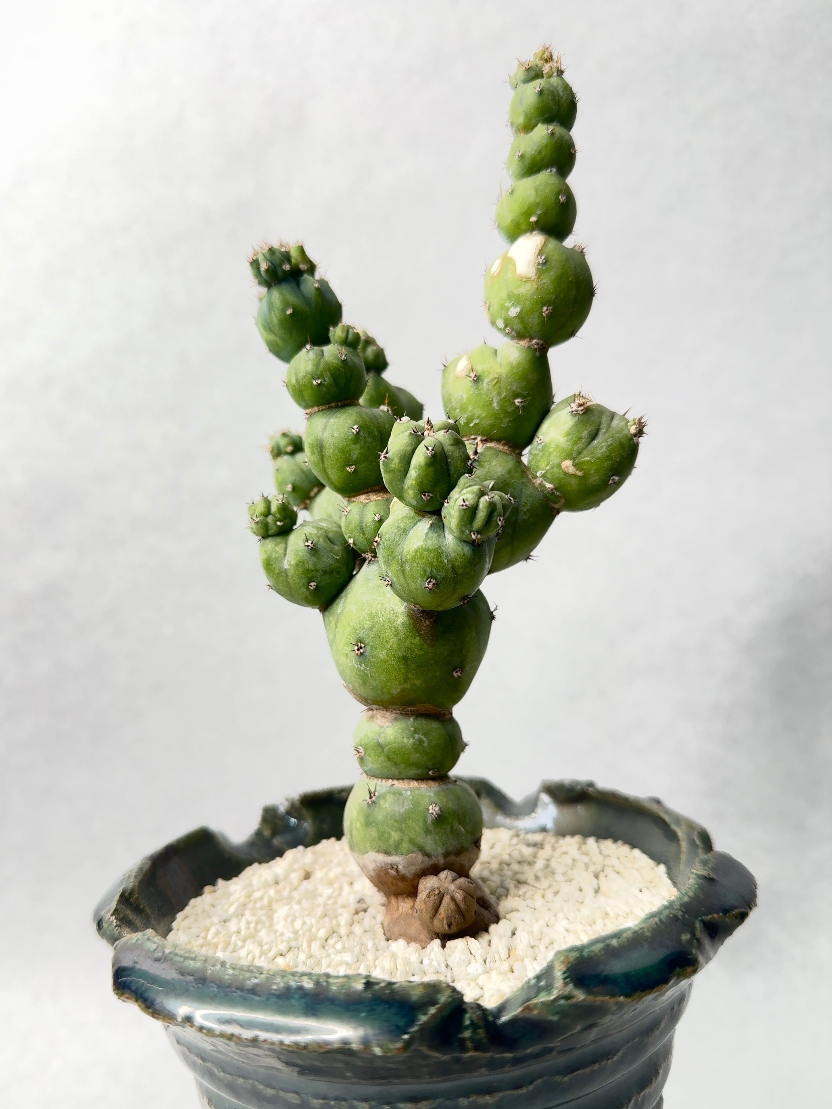 ミルチロカクタス・竜神木hyb.モンストローサ | trigger