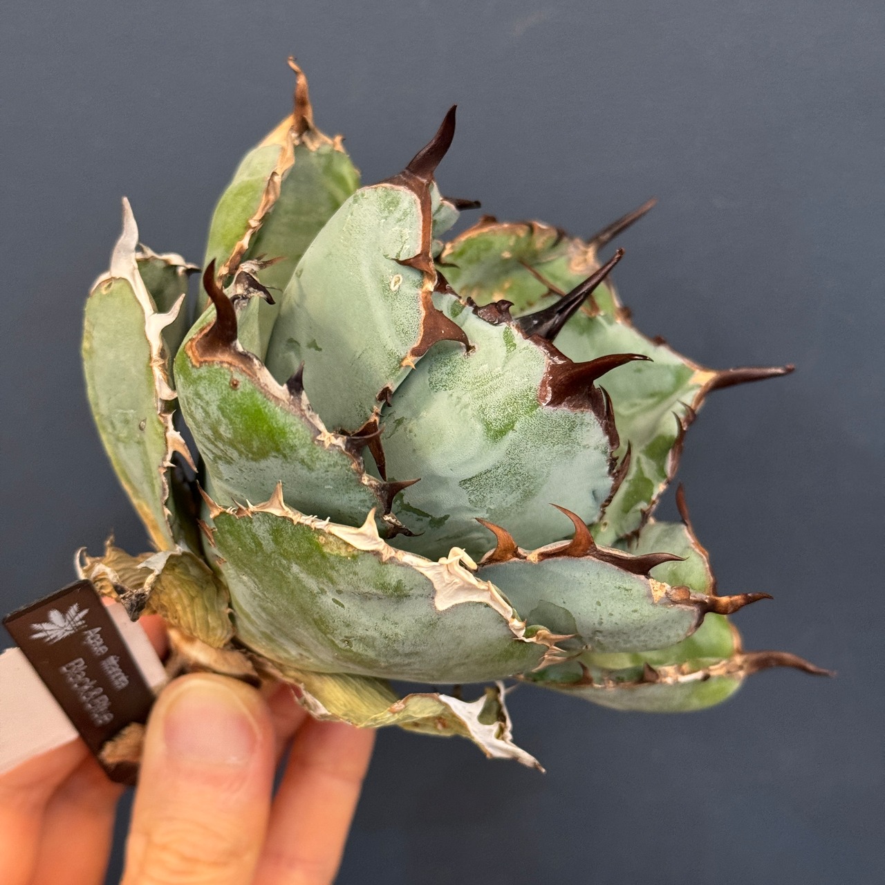 アガベ　チタノタ　ブラック＆ブルー(ブラックアンドブルー)【249】