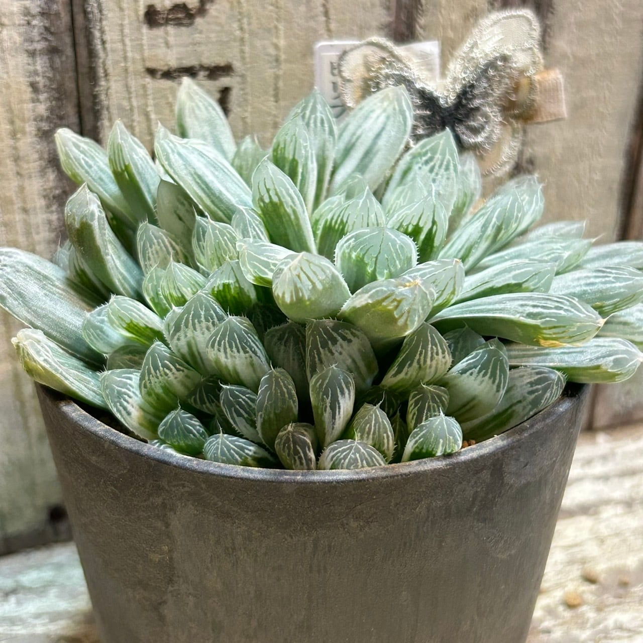 ハオルチア ピリフェラ RIB0136 多肉植物 ハオルチア ピリフェラ