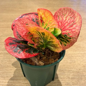 【現品】タイ直輸入 クロトン Pink diamond 29-2|濃ピンクの丸葉