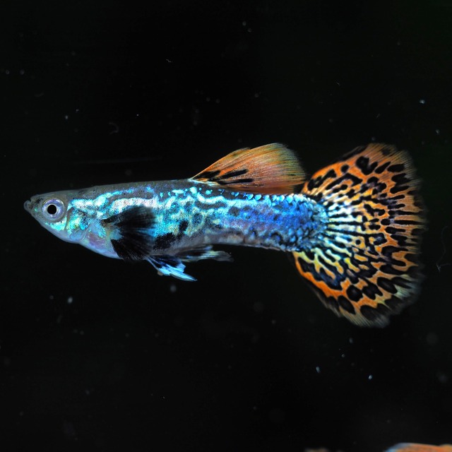 レッドドラゴン 2ペア