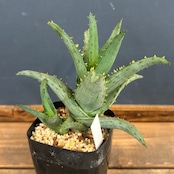 アロエ カスティロニアエ【507】