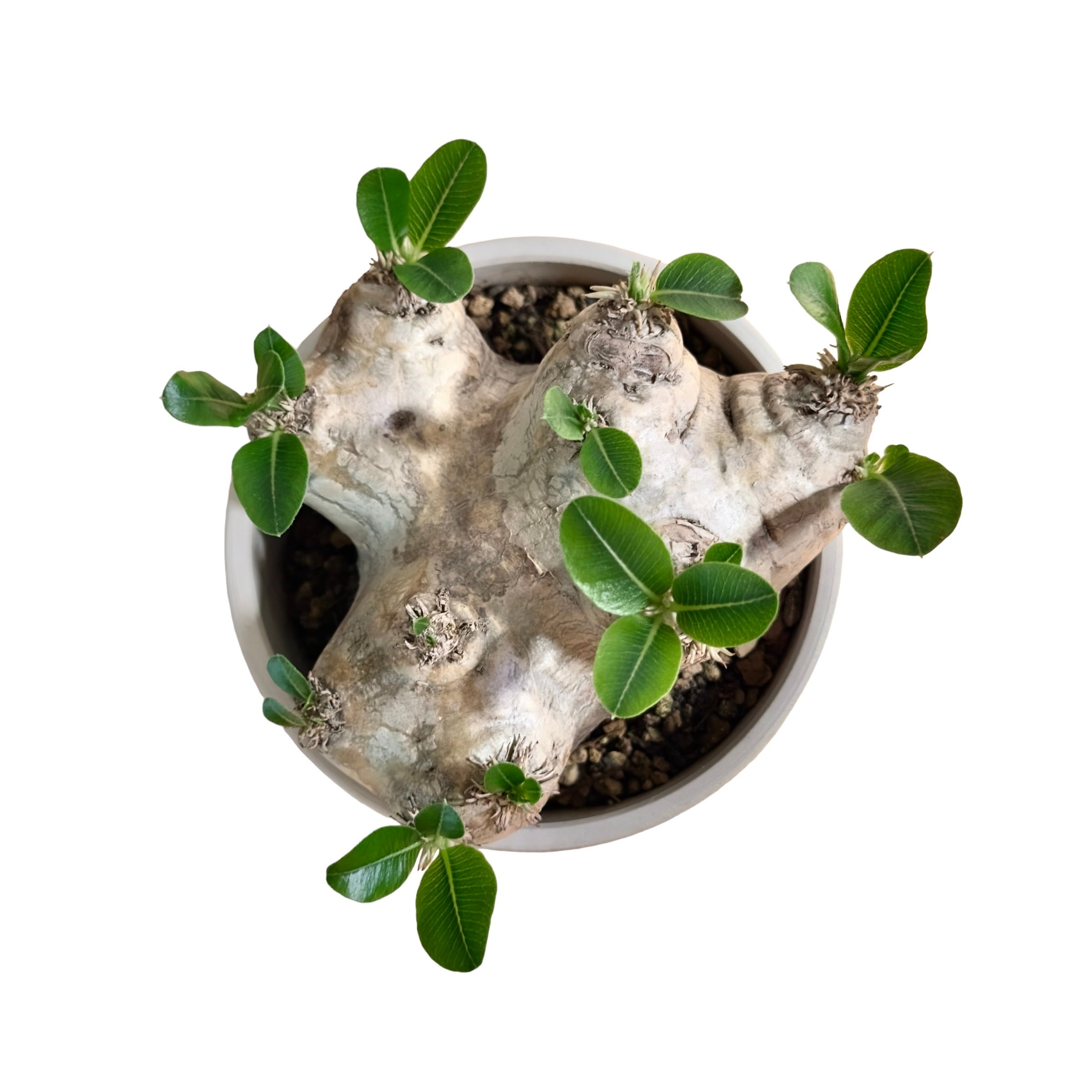 Pachypodium brevicaule パキポディウム ブレビカウレ 恵比寿笑い