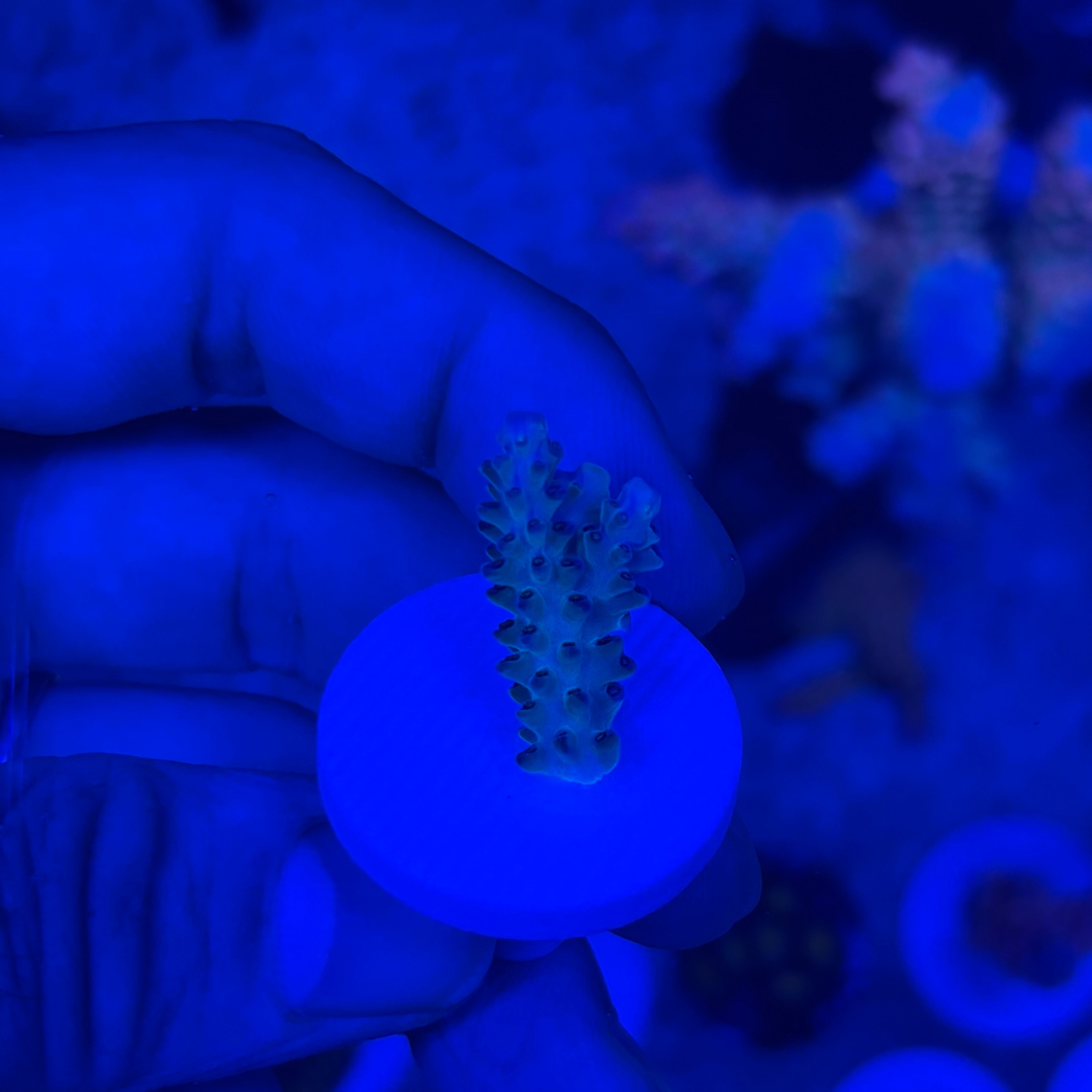 お取り寄せ商品】【ADA】プロレイザー・ミニ クラフト | BLUE GARDEN