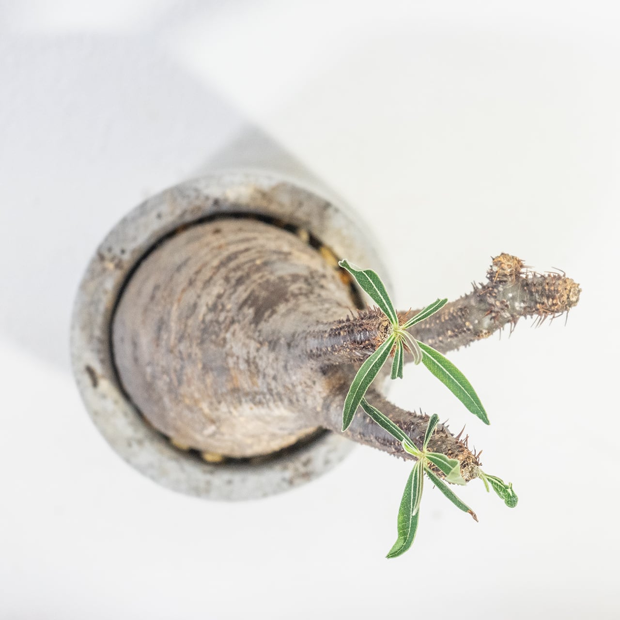 観葉植物 パキポディウム・グラキリス 曲線美を際立てる手作り鉢の一点物インテリア