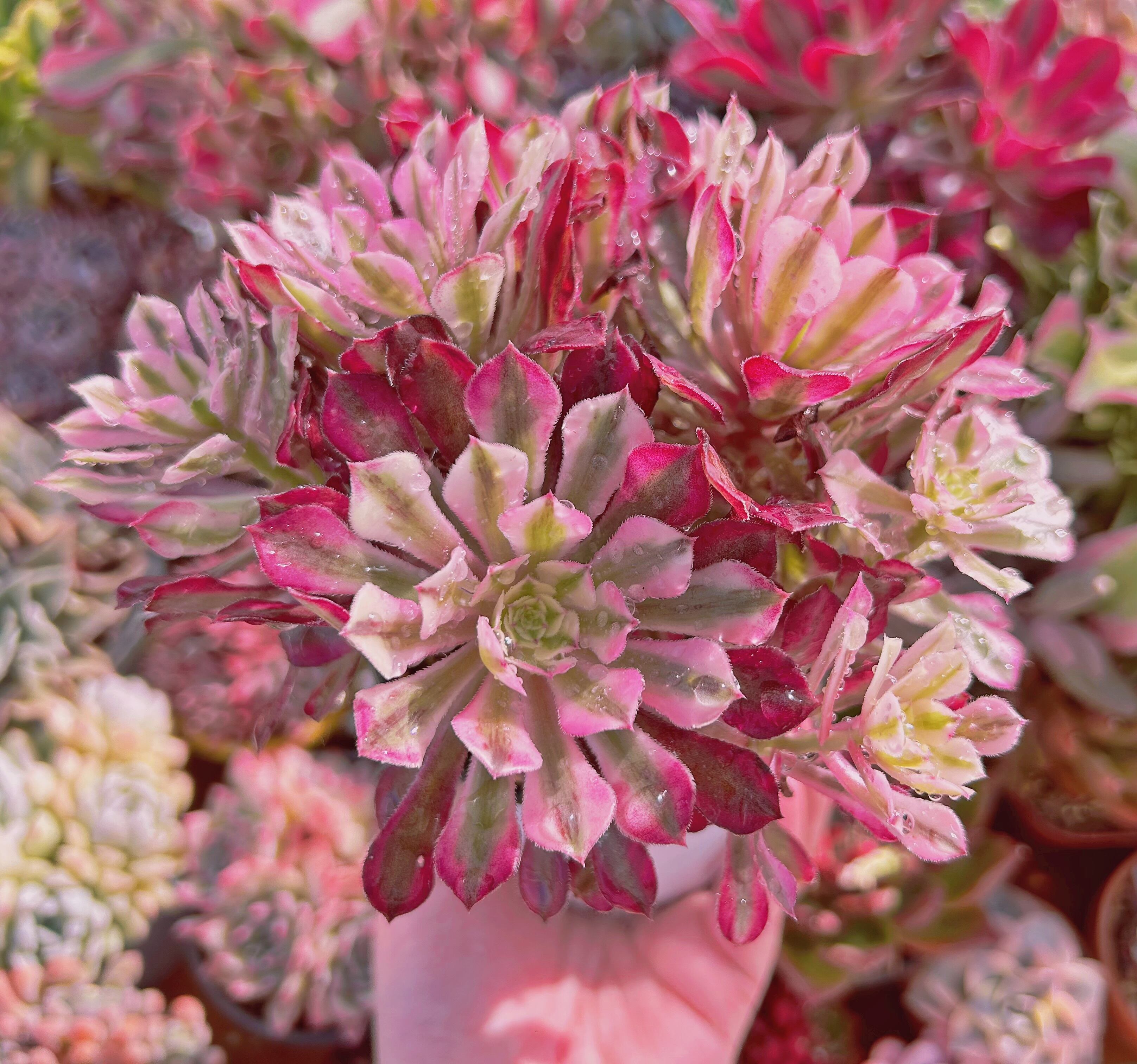 #766現物　多肉植物　Aeonium   ブラックチェリー　特大　抜き苗