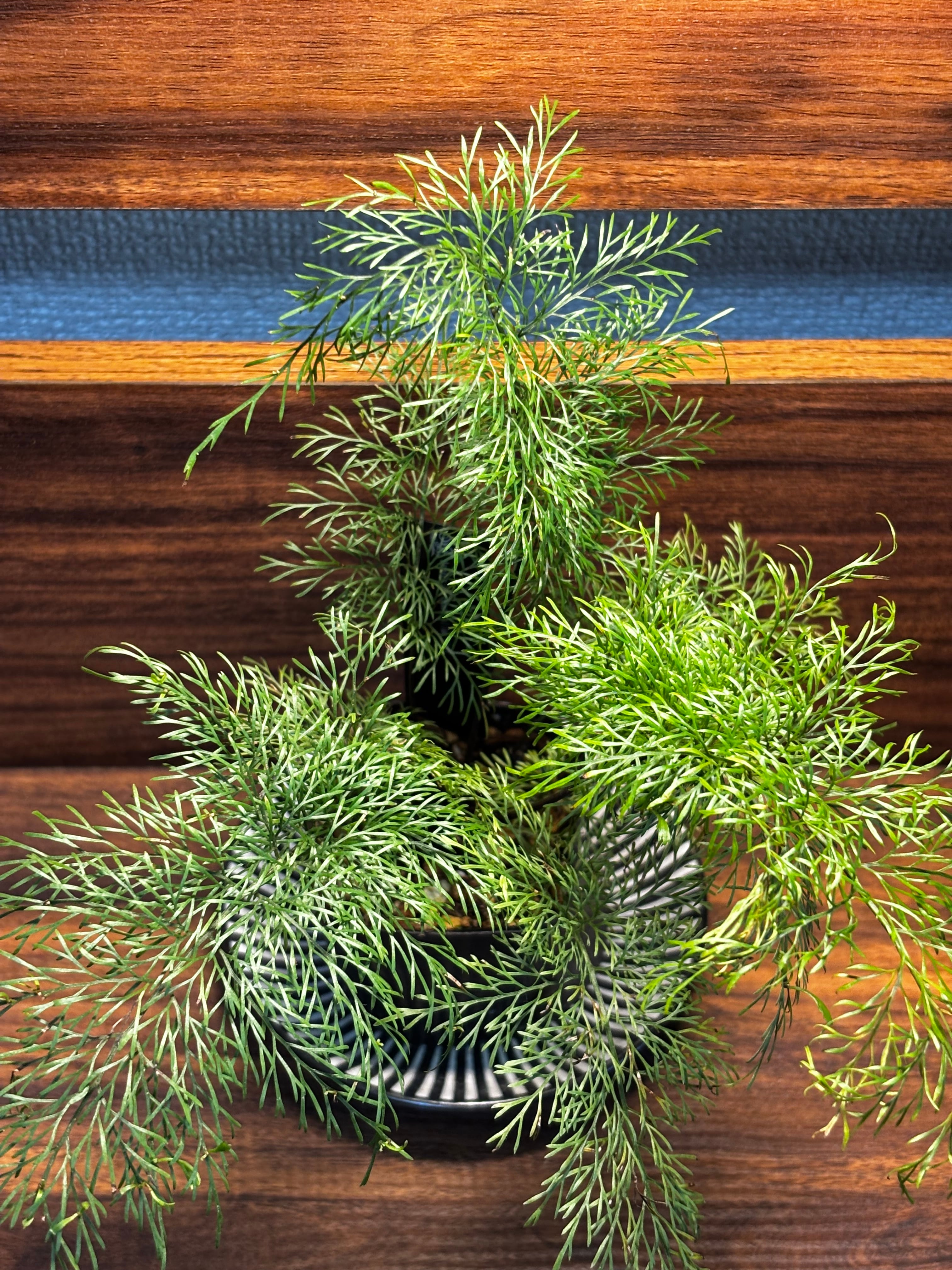 SCALE_VIVARIUM | 蝉ノナキガラ