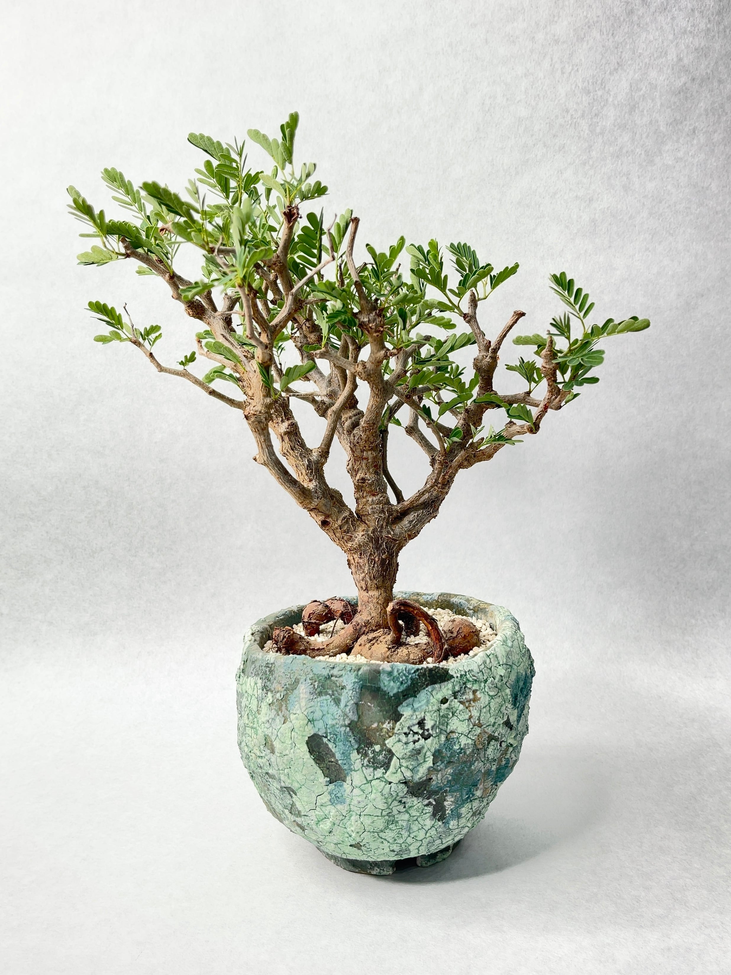 センナ・メリディオナリス | trigger