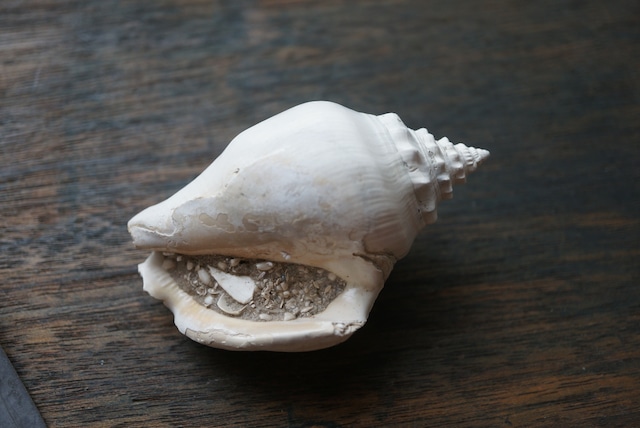 フロリダ州産 巻貝化石 Strombus alatus 1595