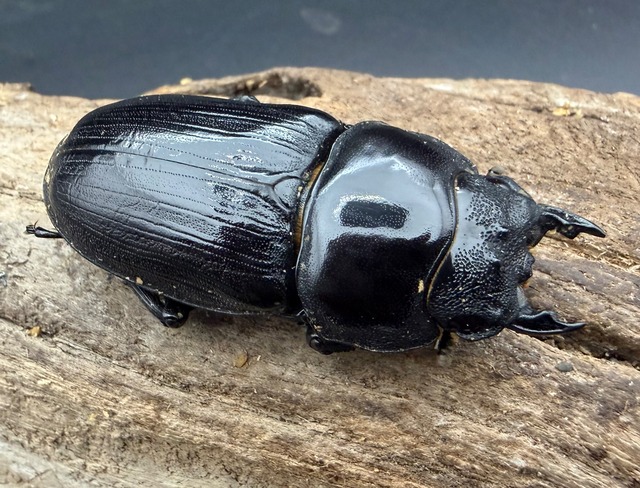 《オオクワガタ 久留米血統 52.5mm ♀単》
