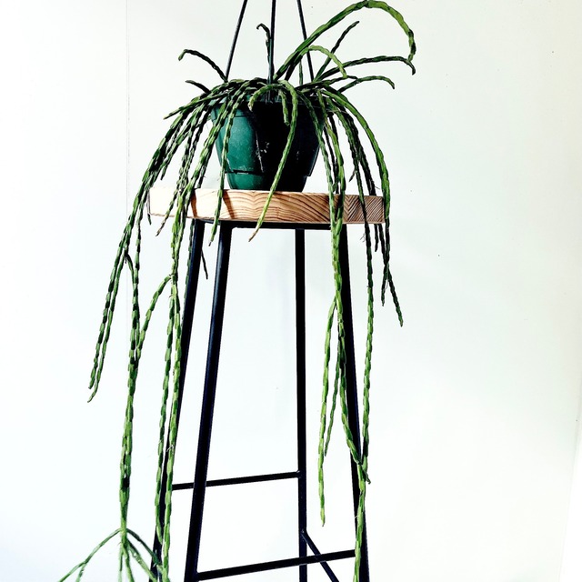 モンステラ ボリュームあり 大葉 観葉植物 calm cafe