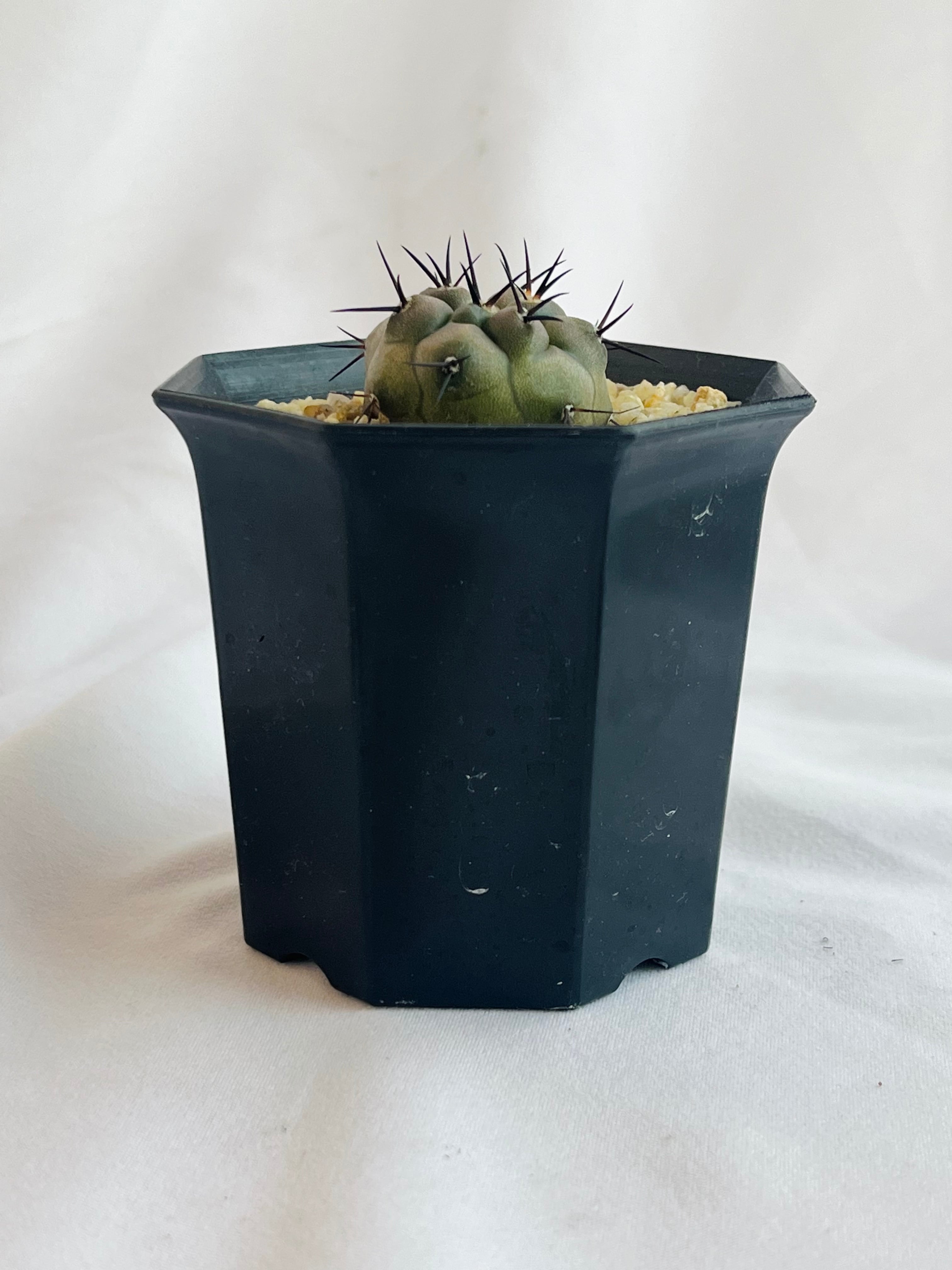 Copiapoa cinerea コピアポア シネレア 黒王丸 サボテン | plants MARU