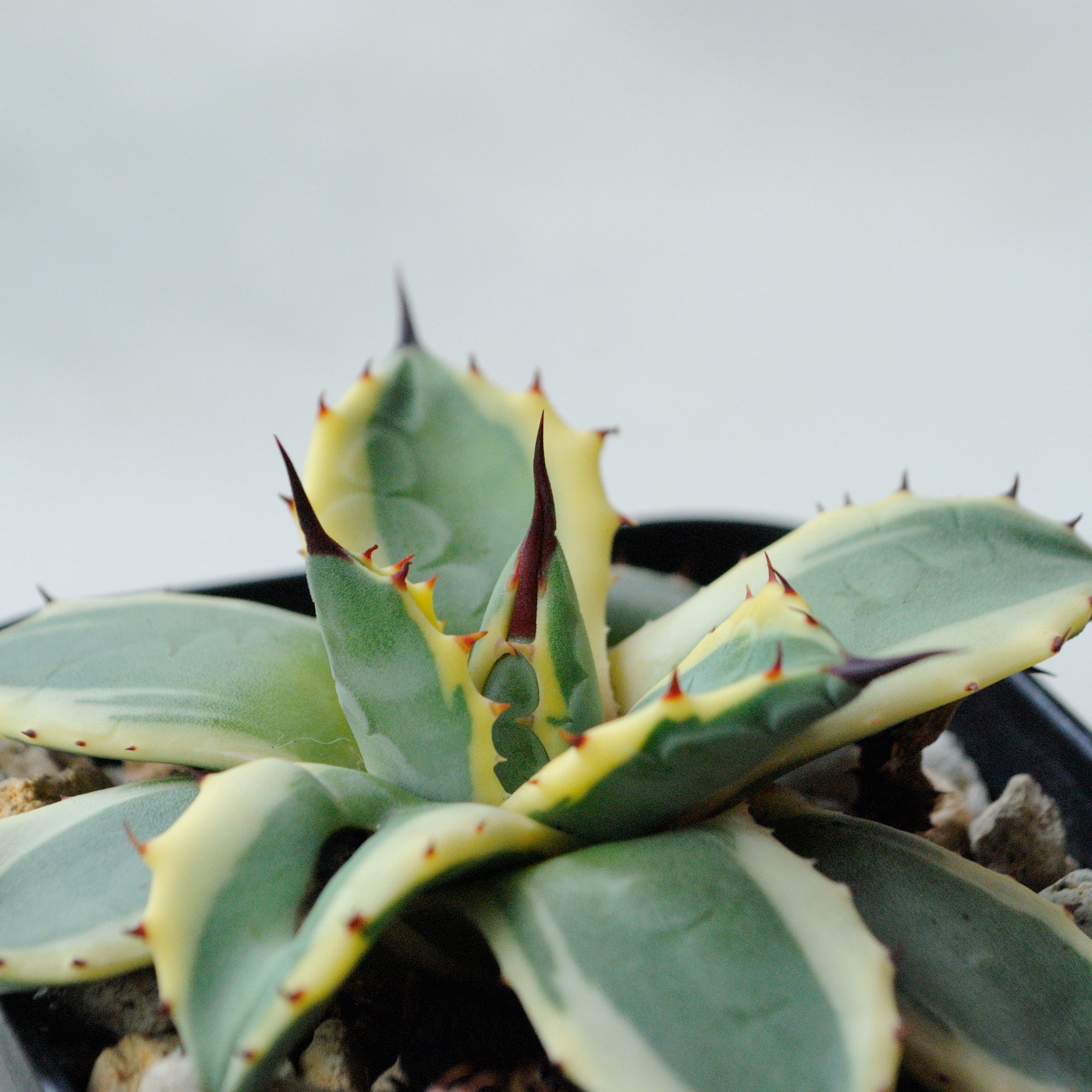 クリームスパイク アガべ メリコ錦・クリームスパイク：アガベ属