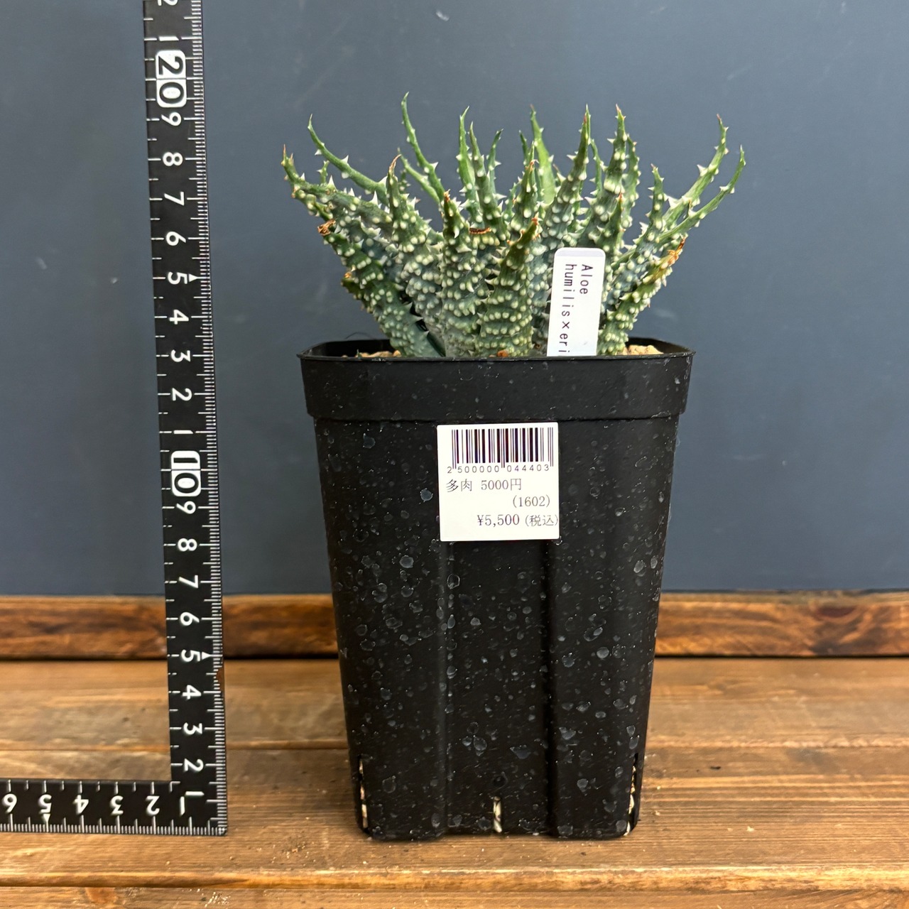 アロエ　フミリス × エリナケア【66】